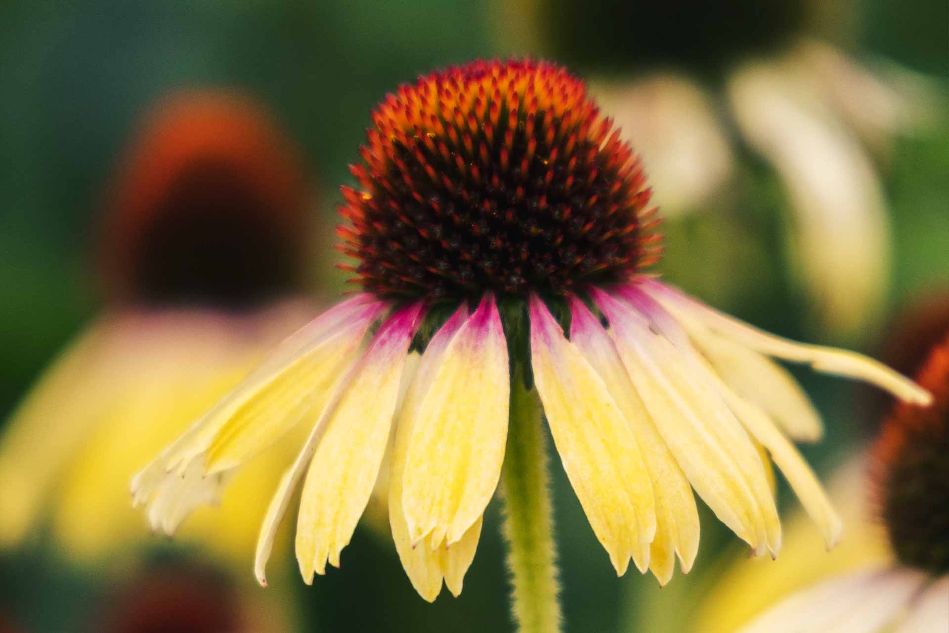 Coneflower 'SunSeekers Tequila Sunrise' 1 Gallon