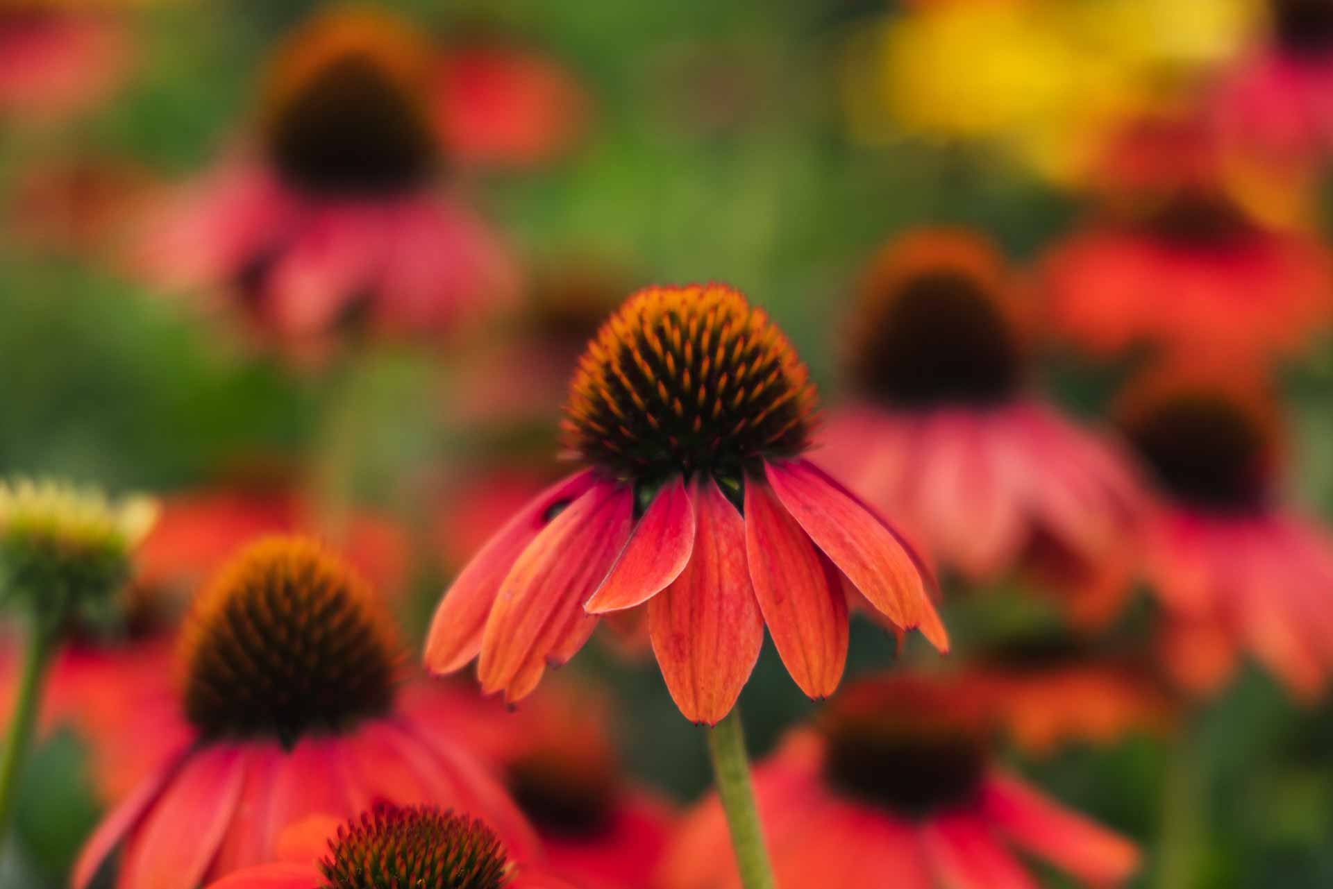 Coneflower Sombrero&reg; Adobe Orange 1 Gallon