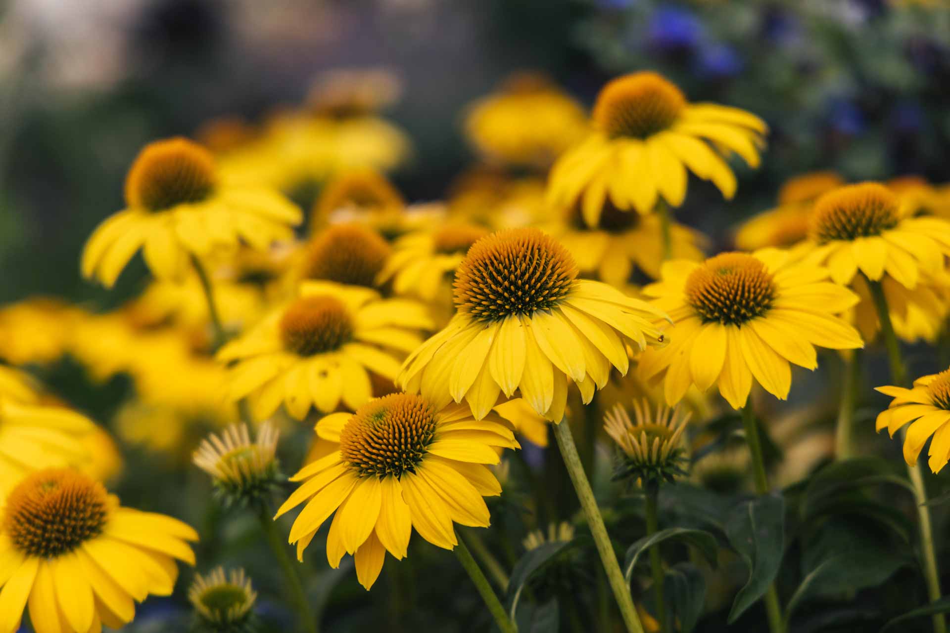 Coneflower Sombrero&reg; Lemon Yellow 1 Gallon