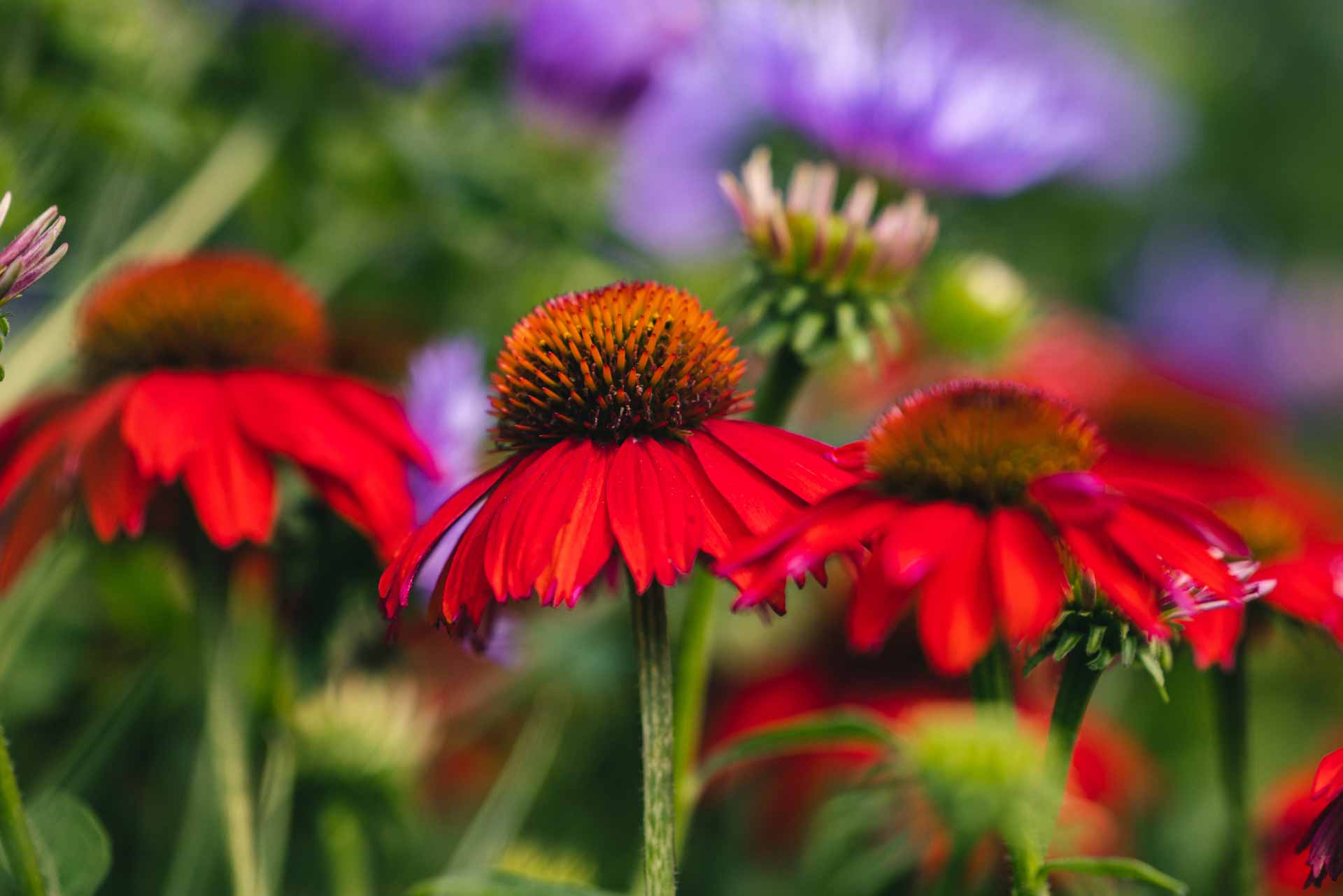 Coneflower Sombrero&reg; Salsa Red 1 Gallon