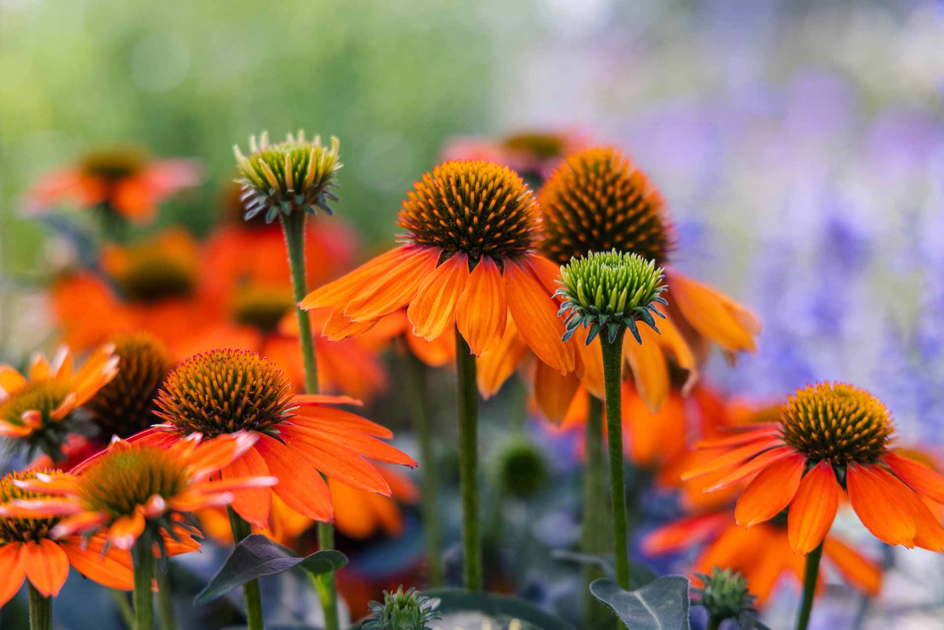 Coneflower Artisan&trade; Soft Orange 1 Gallon