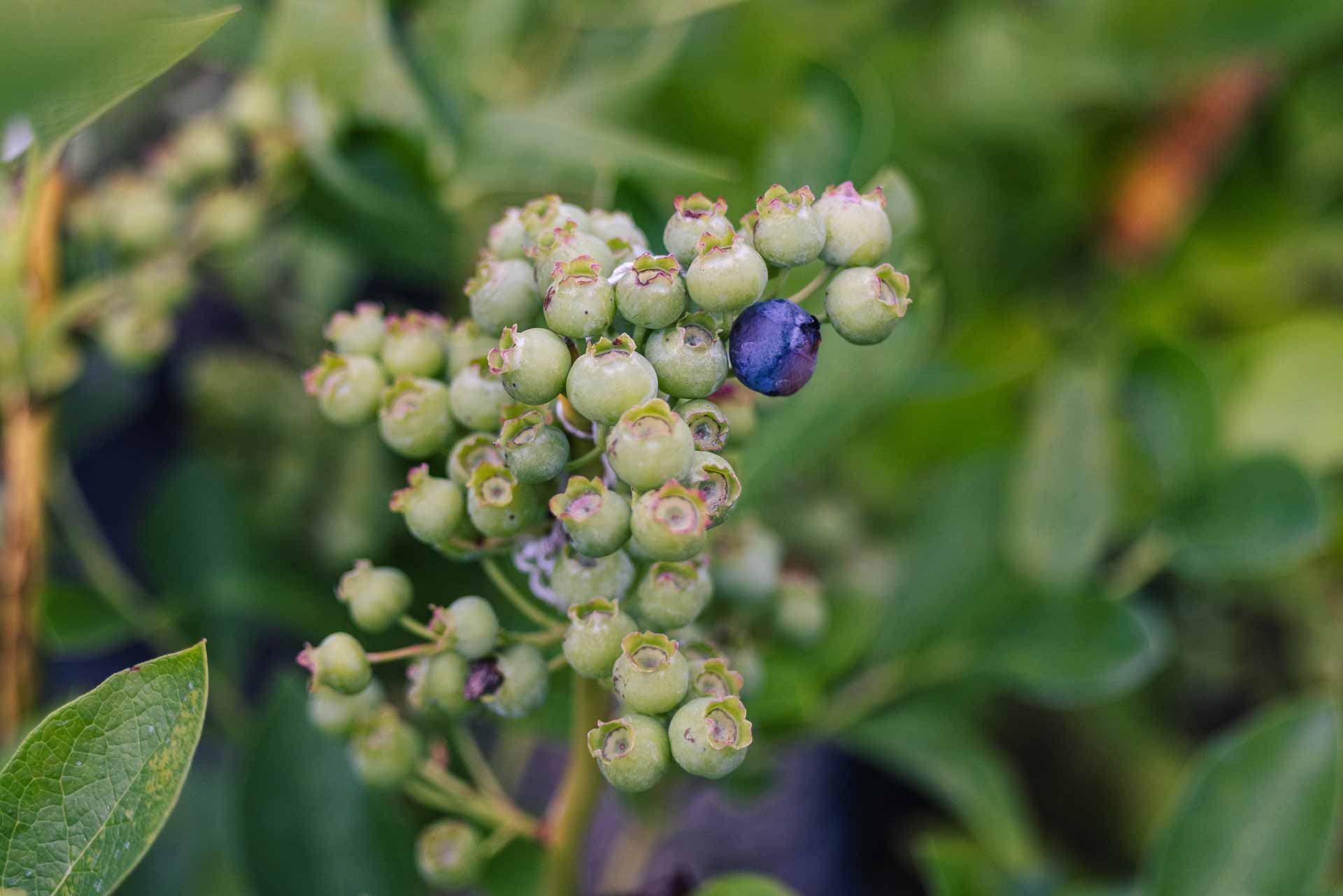 Blueberry 'Northblue' 3 Gallon