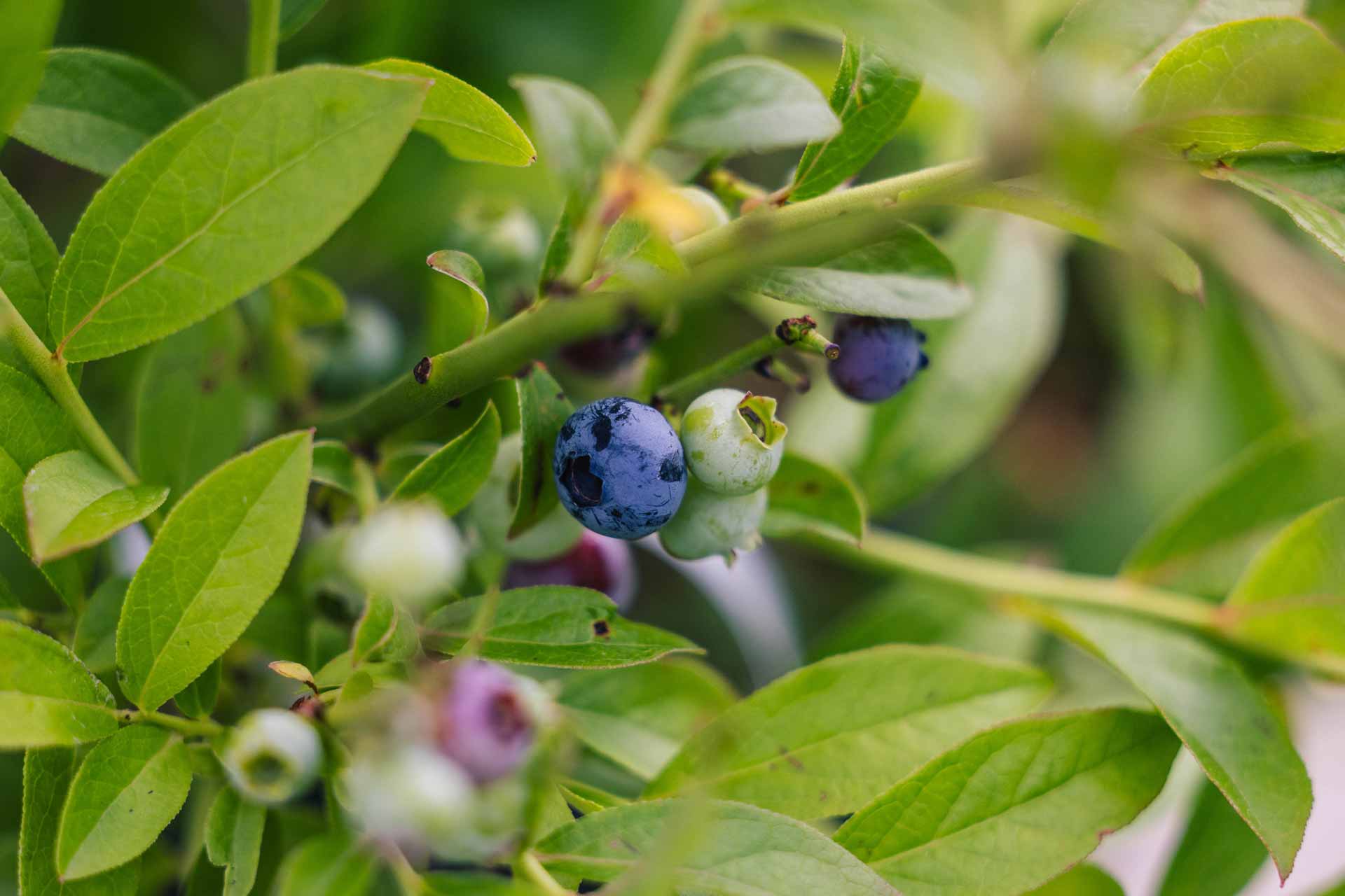 Blueberry 'Northcountry' 3 Gallon