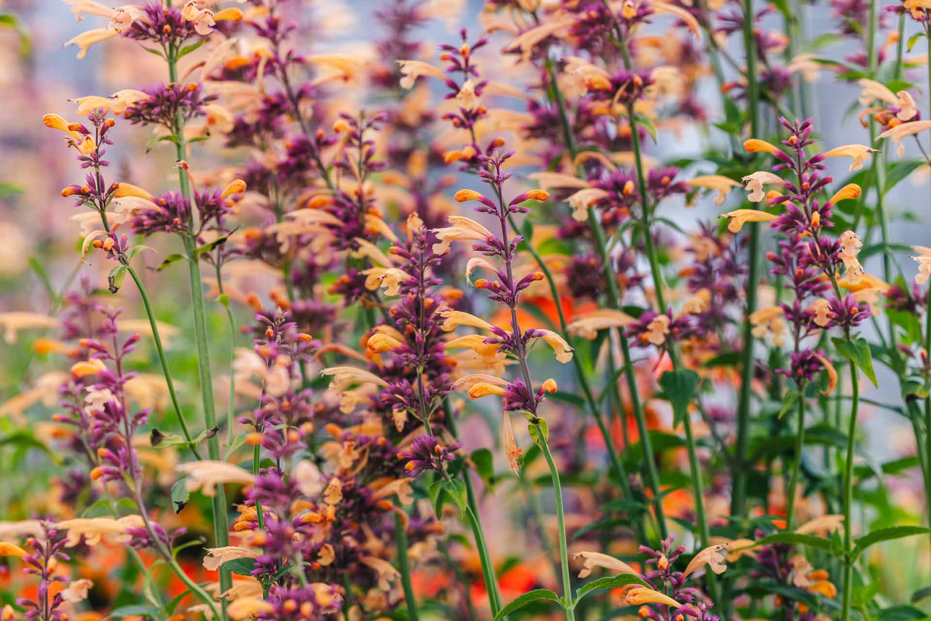 Agastache Meant to Bee&trade; Queen Nectarine 1 Gallon