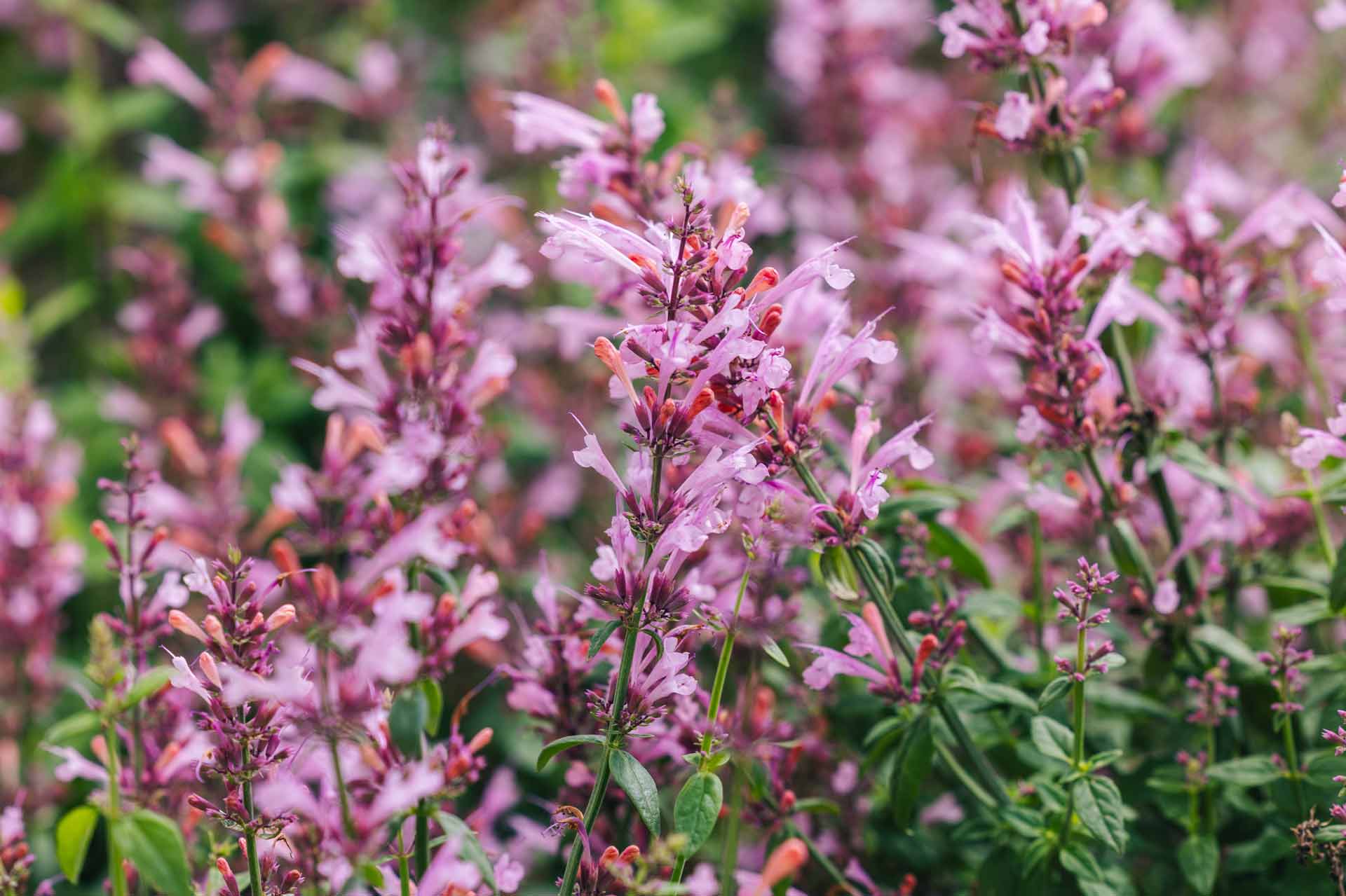 Agastache Sunrise&trade; Salmon Pink 2 Gallon