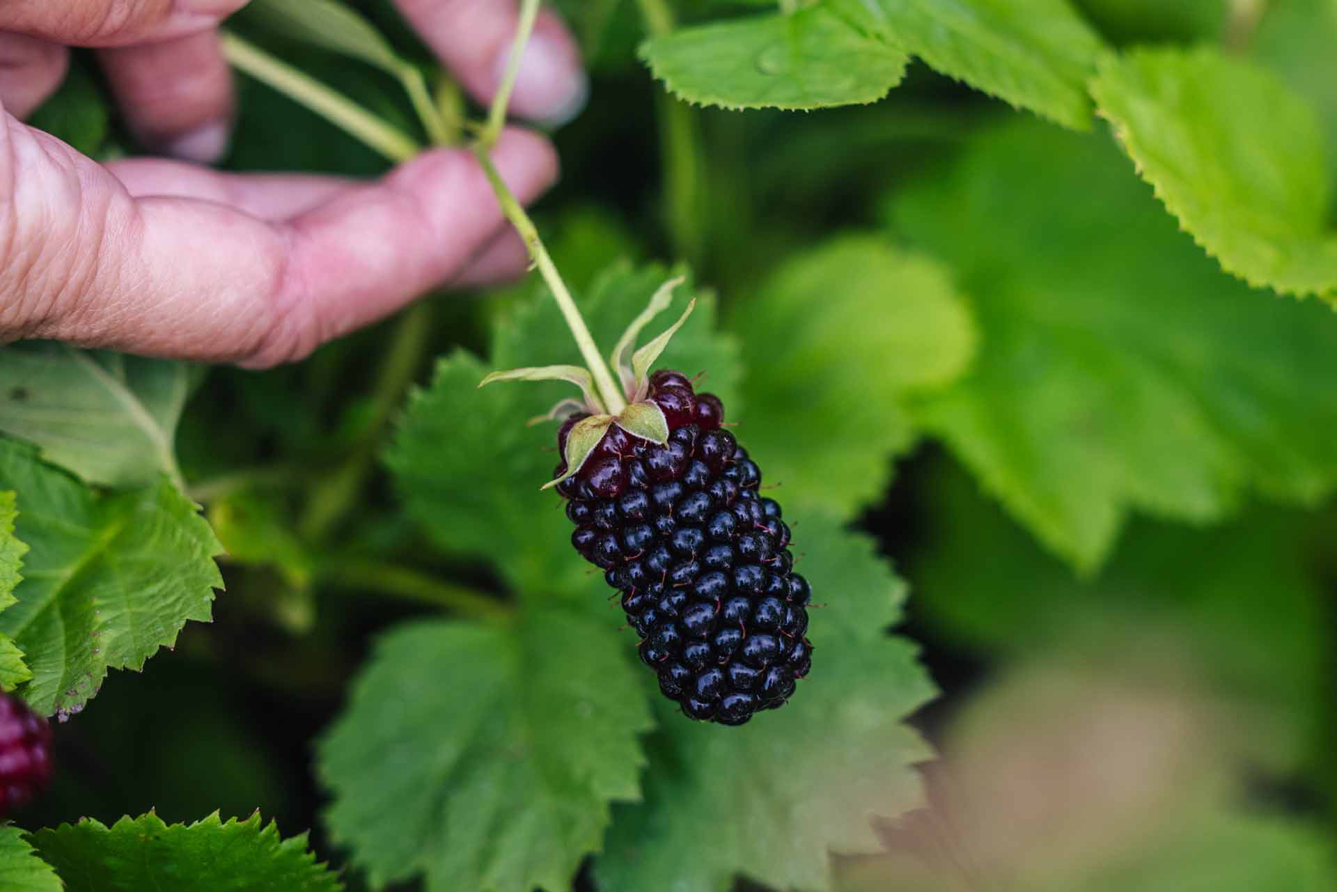 Blackberry 'Columbia Giant' 3 Gallon