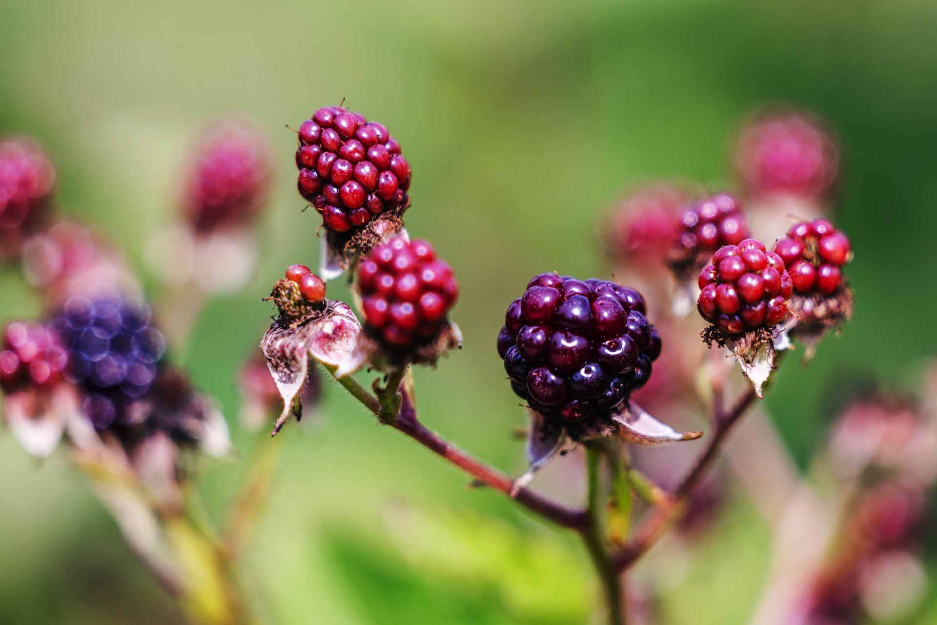 Blackberry 'Navaho'