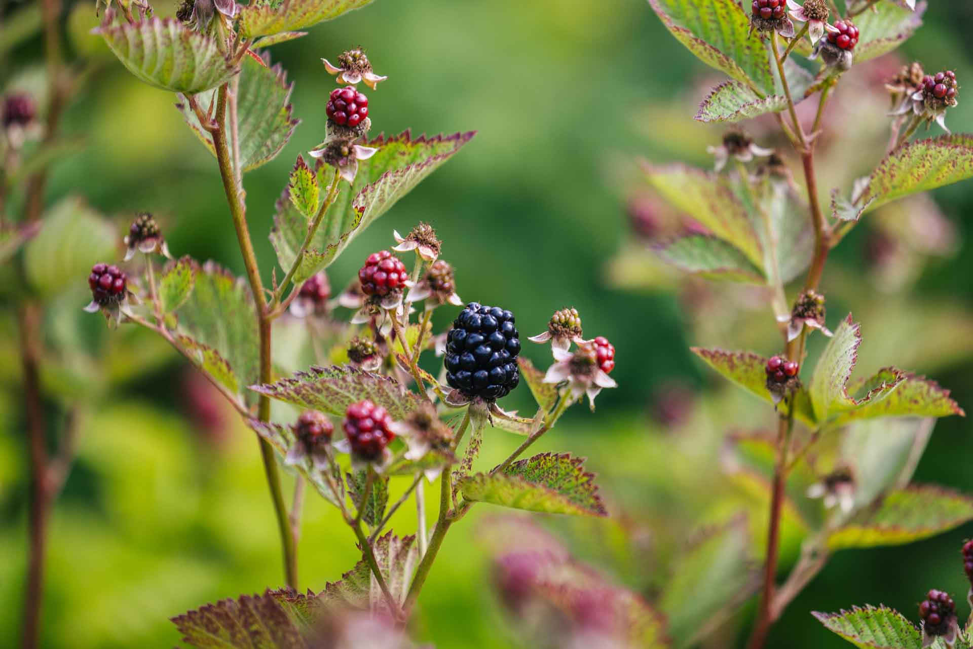 Blackberry 'Triple Crown' 3 Gallon