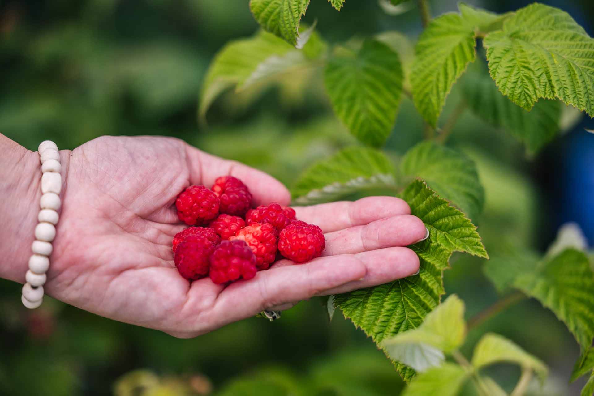 Everbearing Red Raspberry 'Coho' 3 Gallon