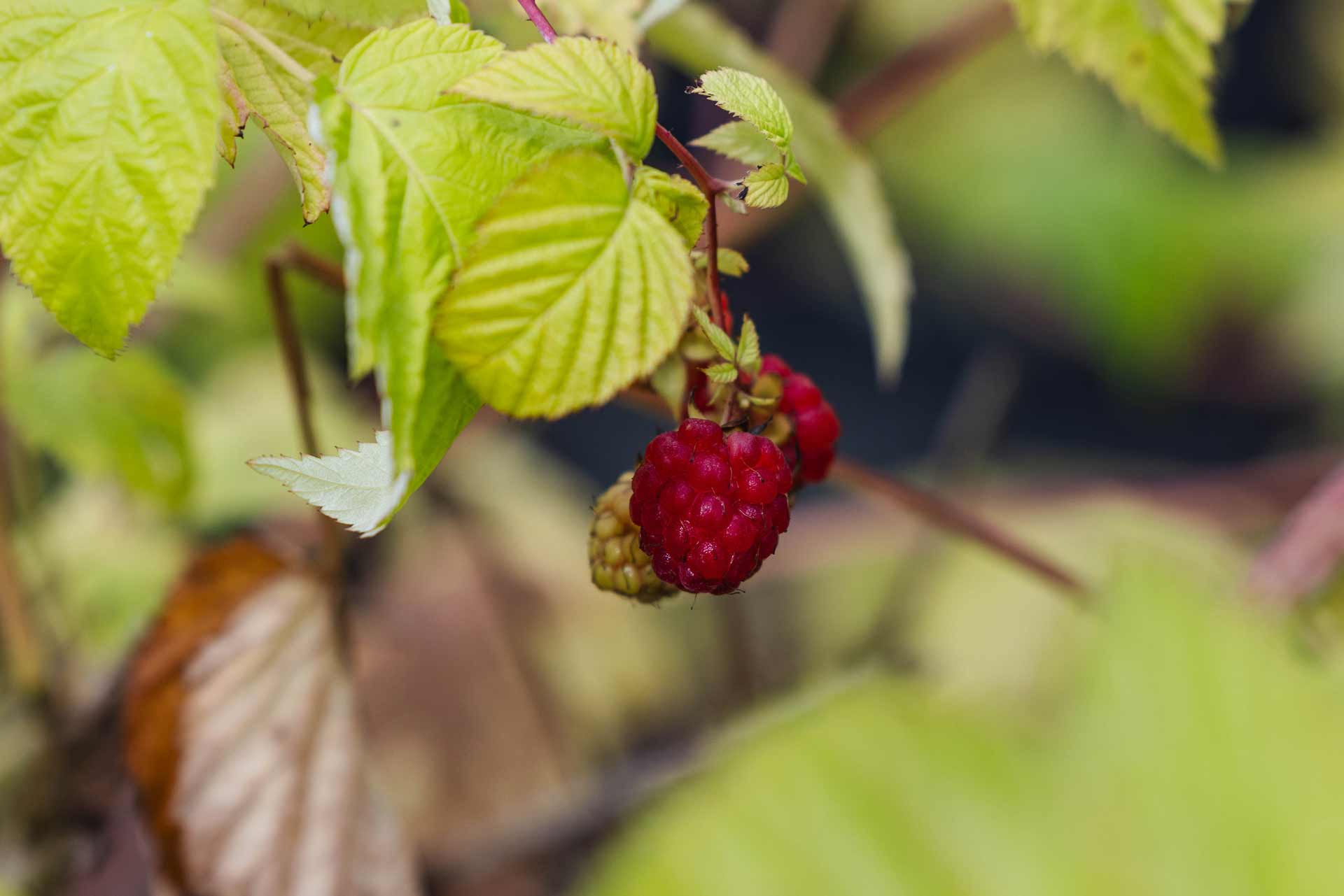 Red Raspberry 'Meeker' 3 Gallon