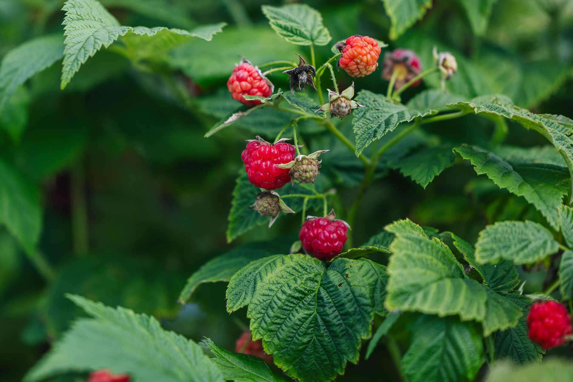 Red Raspberry 'Encore' 3 Gallon