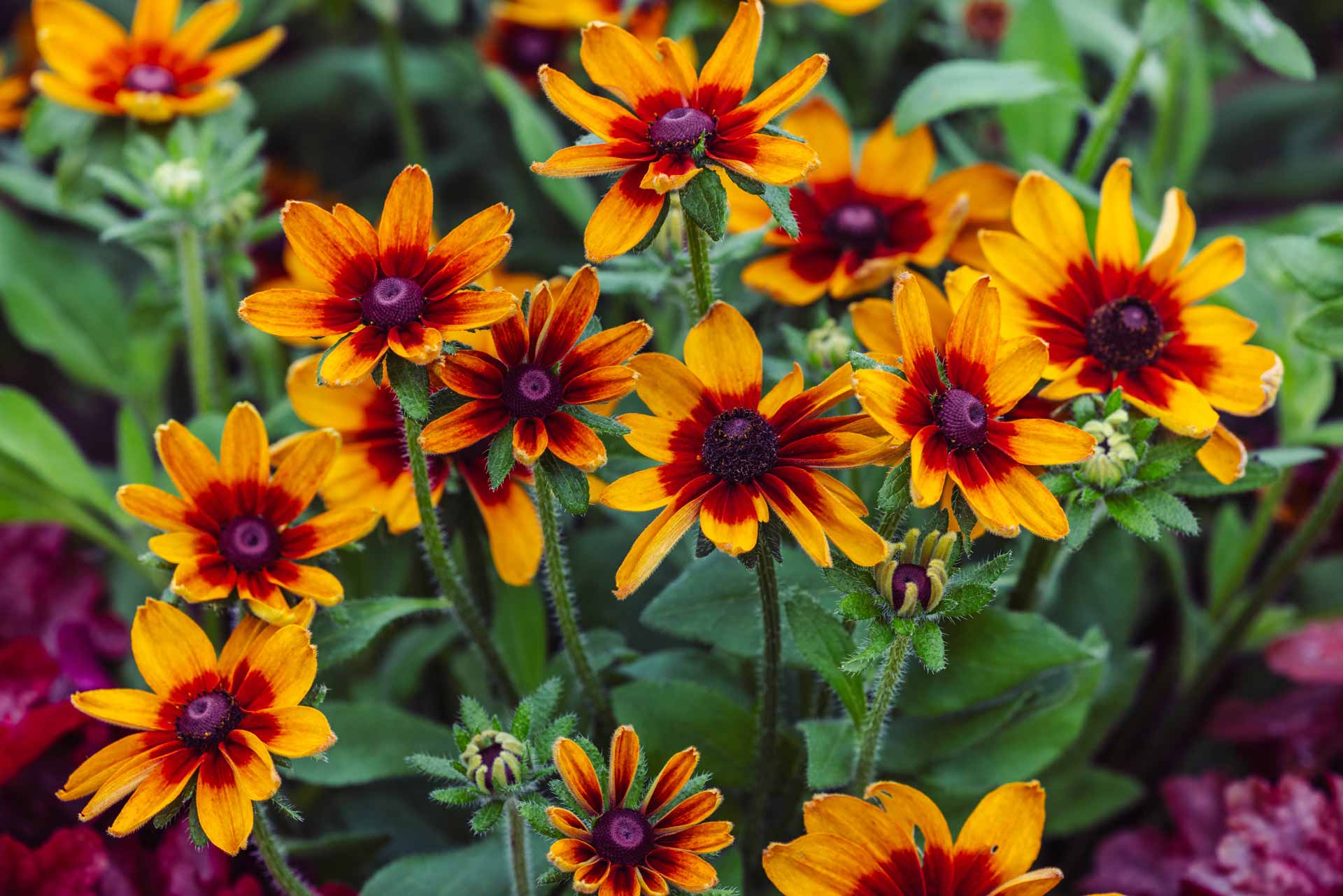 Black-Eyed Susan Dakota&trade; 'Red Shield' 2 Gallon