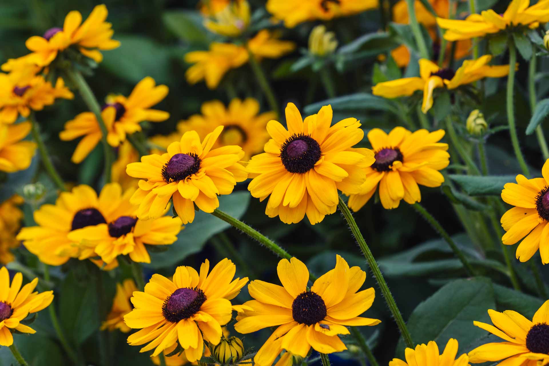 Black-Eyed Susan Dakota&trade; 'Gold' 2 Gallon
