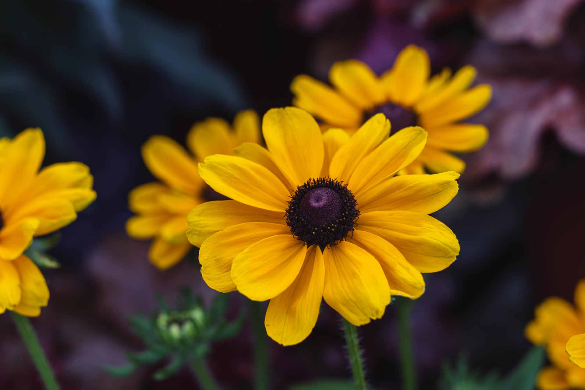 Black-Eyed Susan Dakota&trade; 'Flame' 2 Gallon