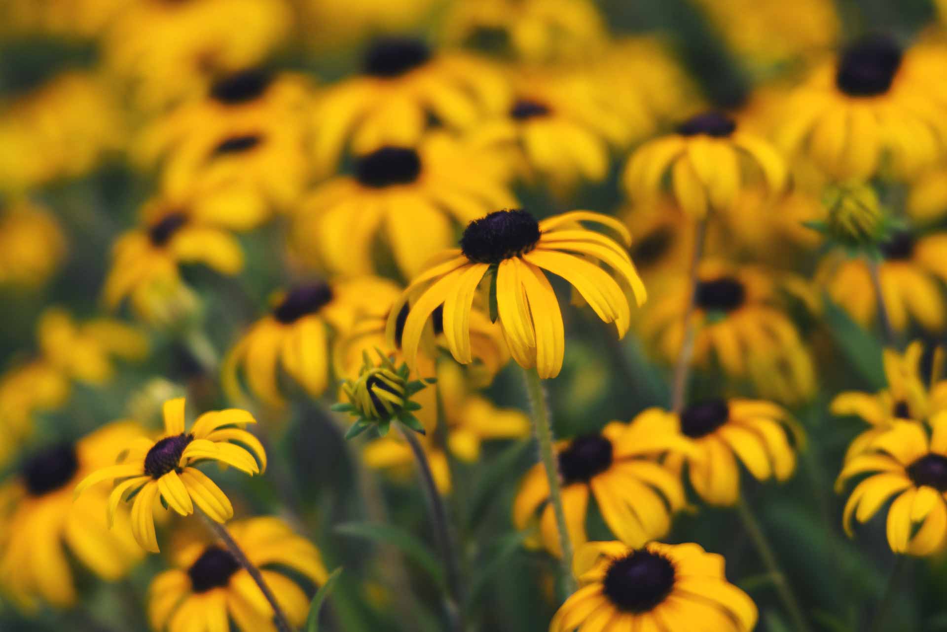 Black-Eyed Susan 'American Gold Rush' 1 Gallon