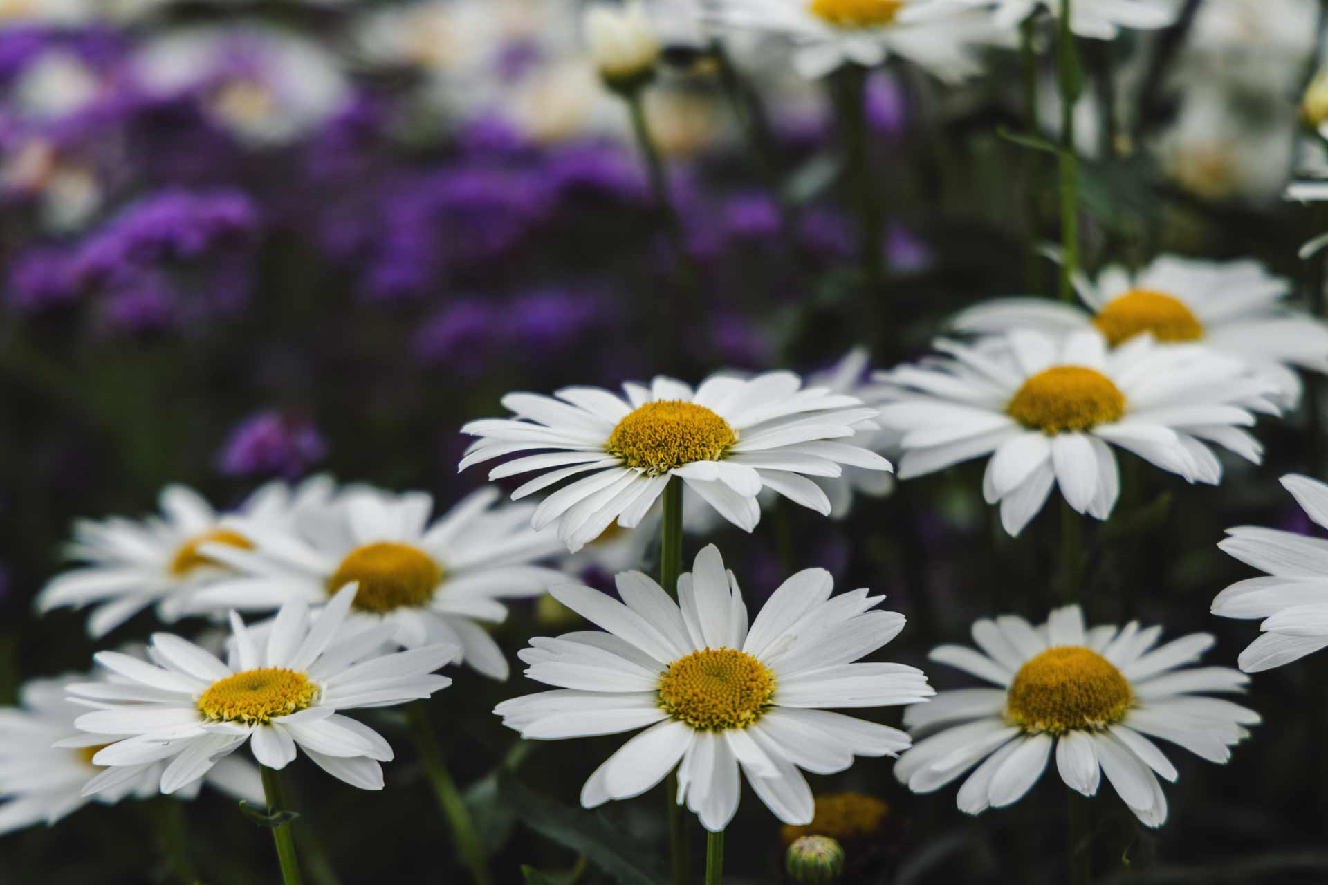 Shasta Daisy Sweet Daisy&trade; Birdy 2 Gallon