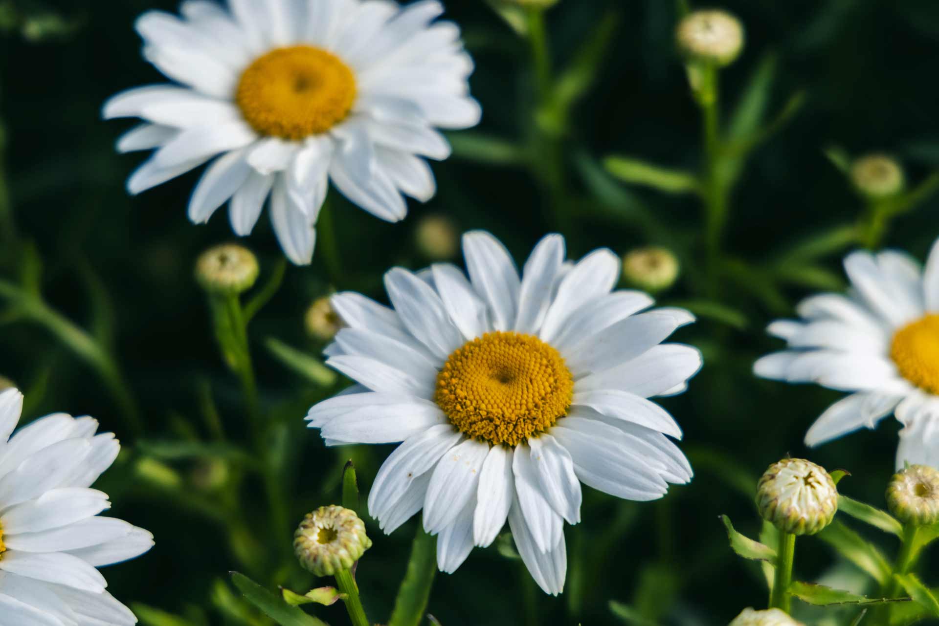 Shasta Daisy 'Snowcap' 1 Gallon