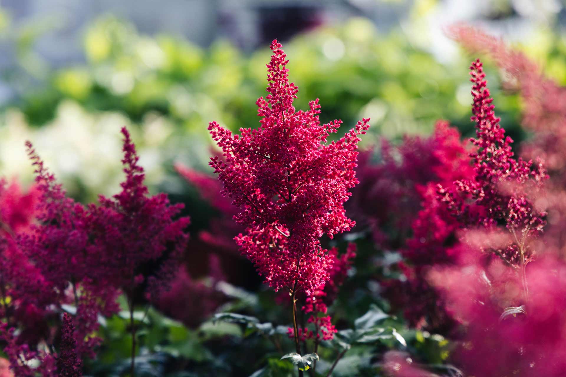 Astilbe 'Red Sentinel' 2 Gallon