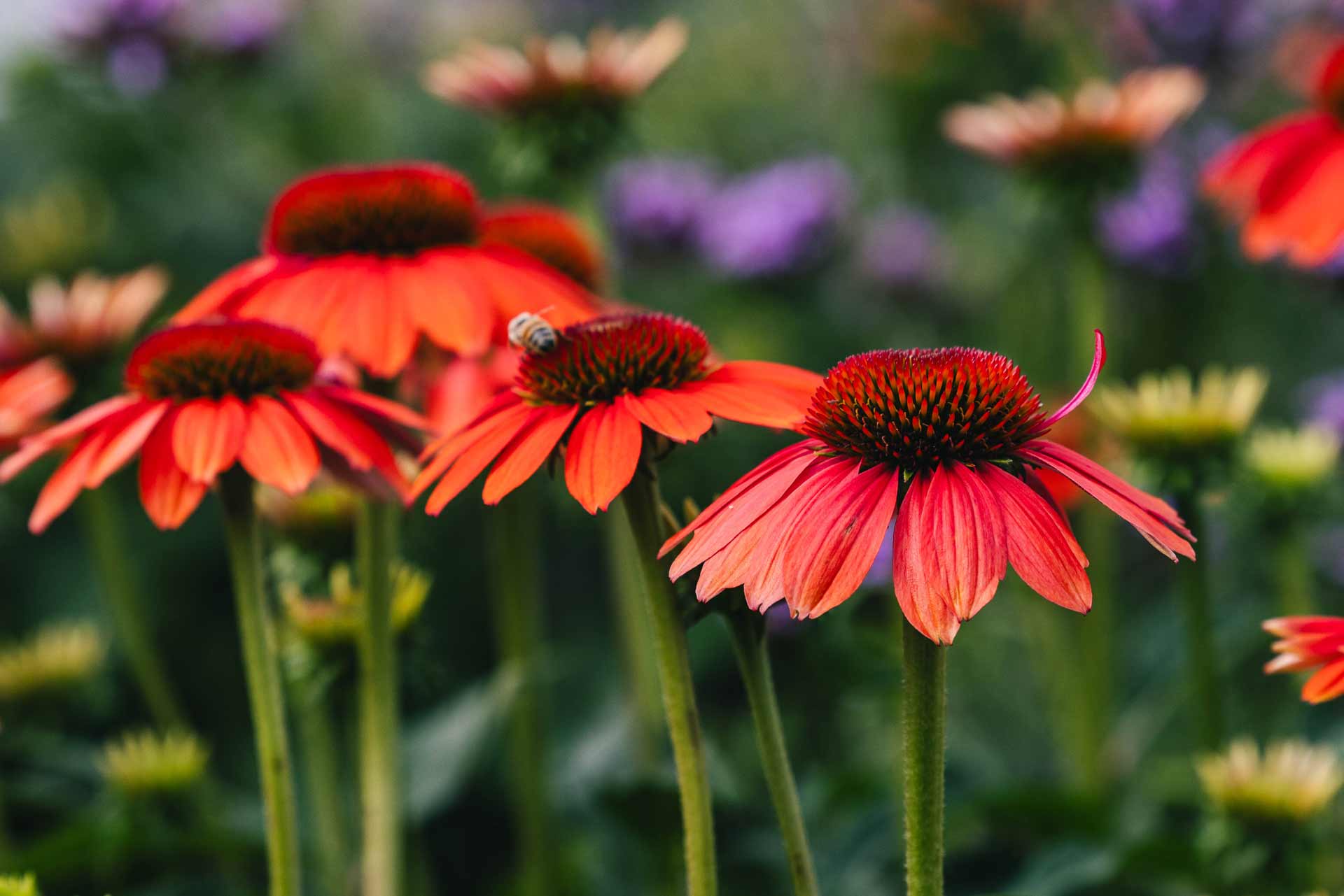 Coneflower Sombrero&reg; Flamenco Orange 2 Gallon