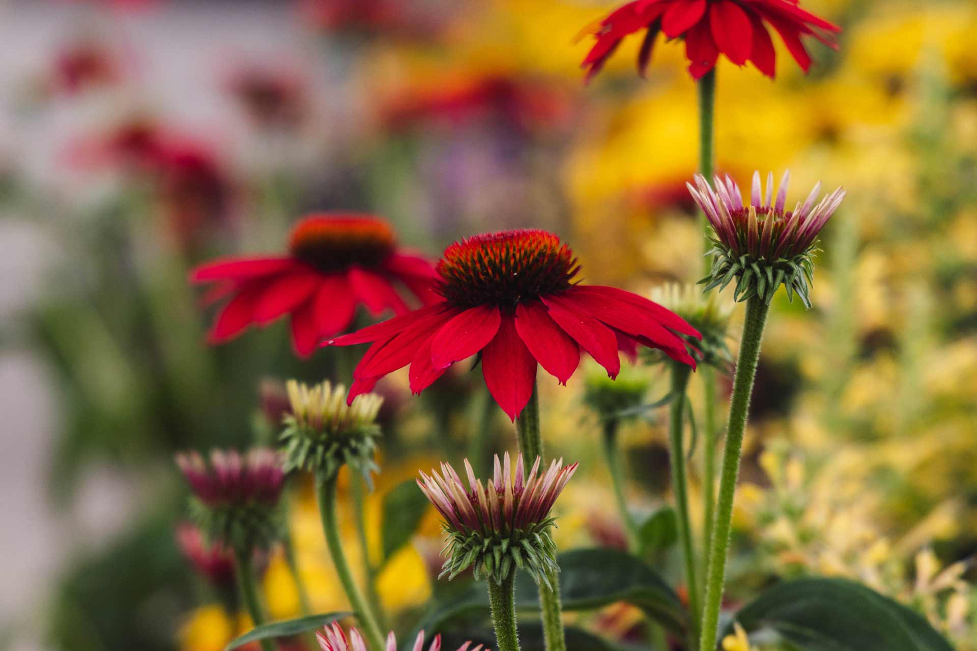 Coneflower Sombrero&reg; Tres Amigos 1 Gallon