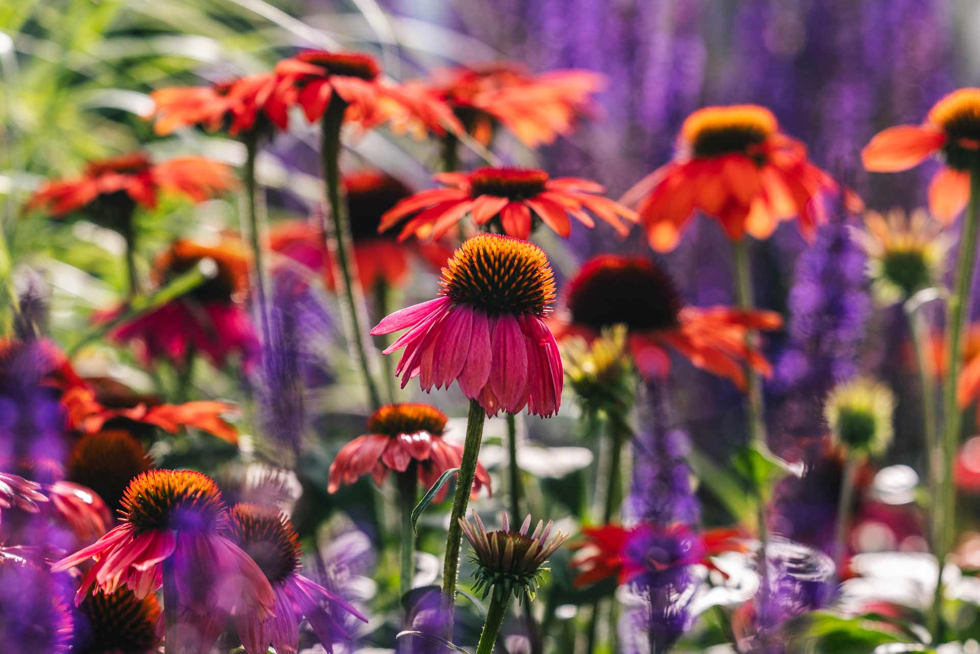 Coneflowers