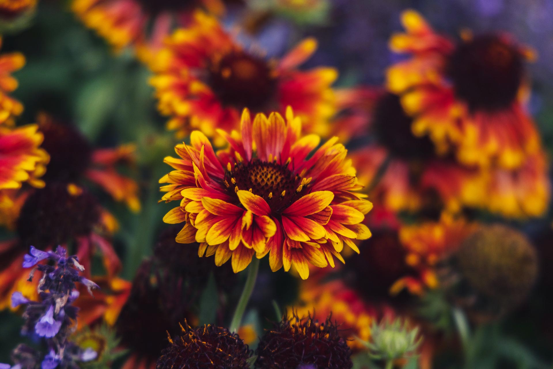 Blanket Flower