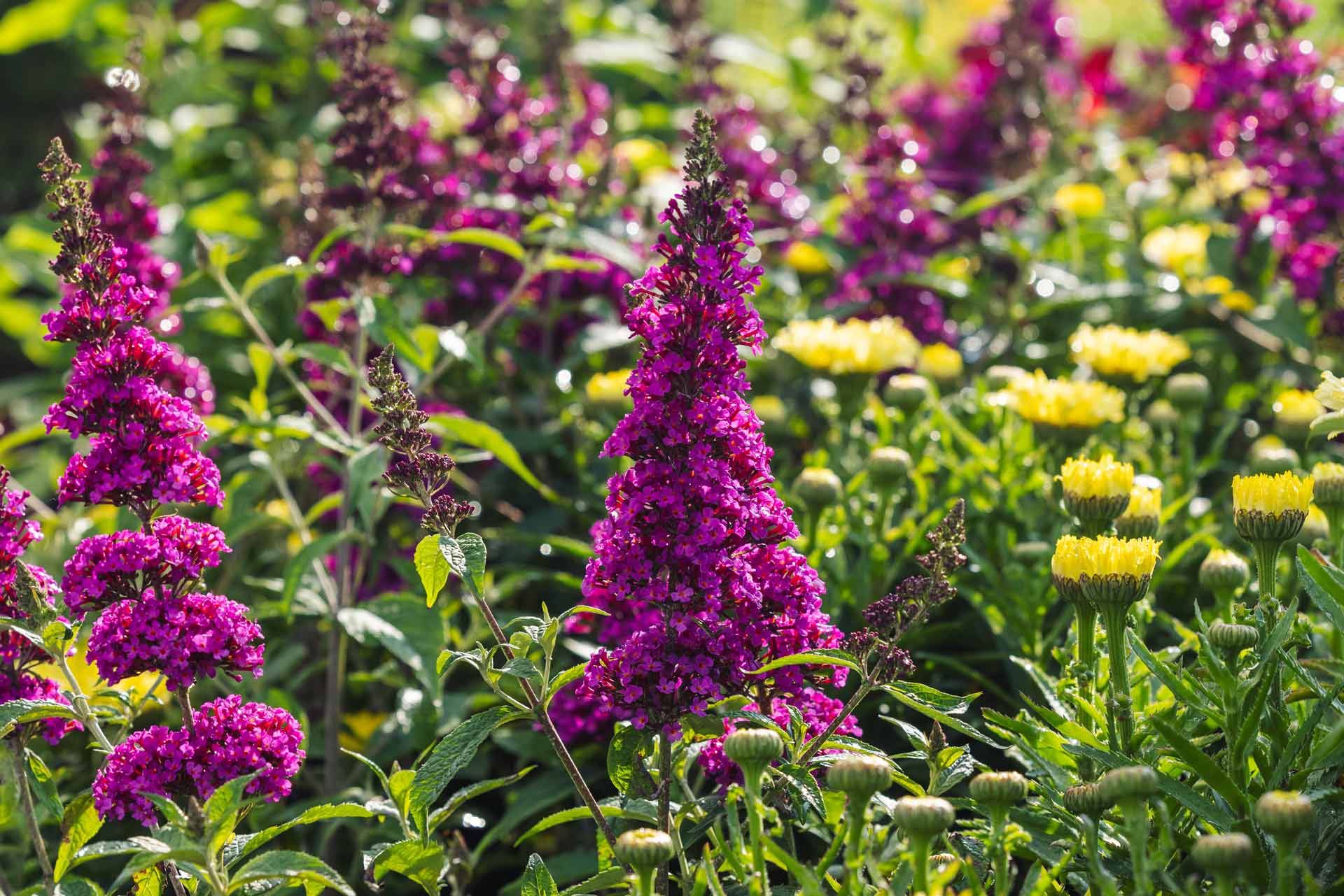 Butterfly Bushes