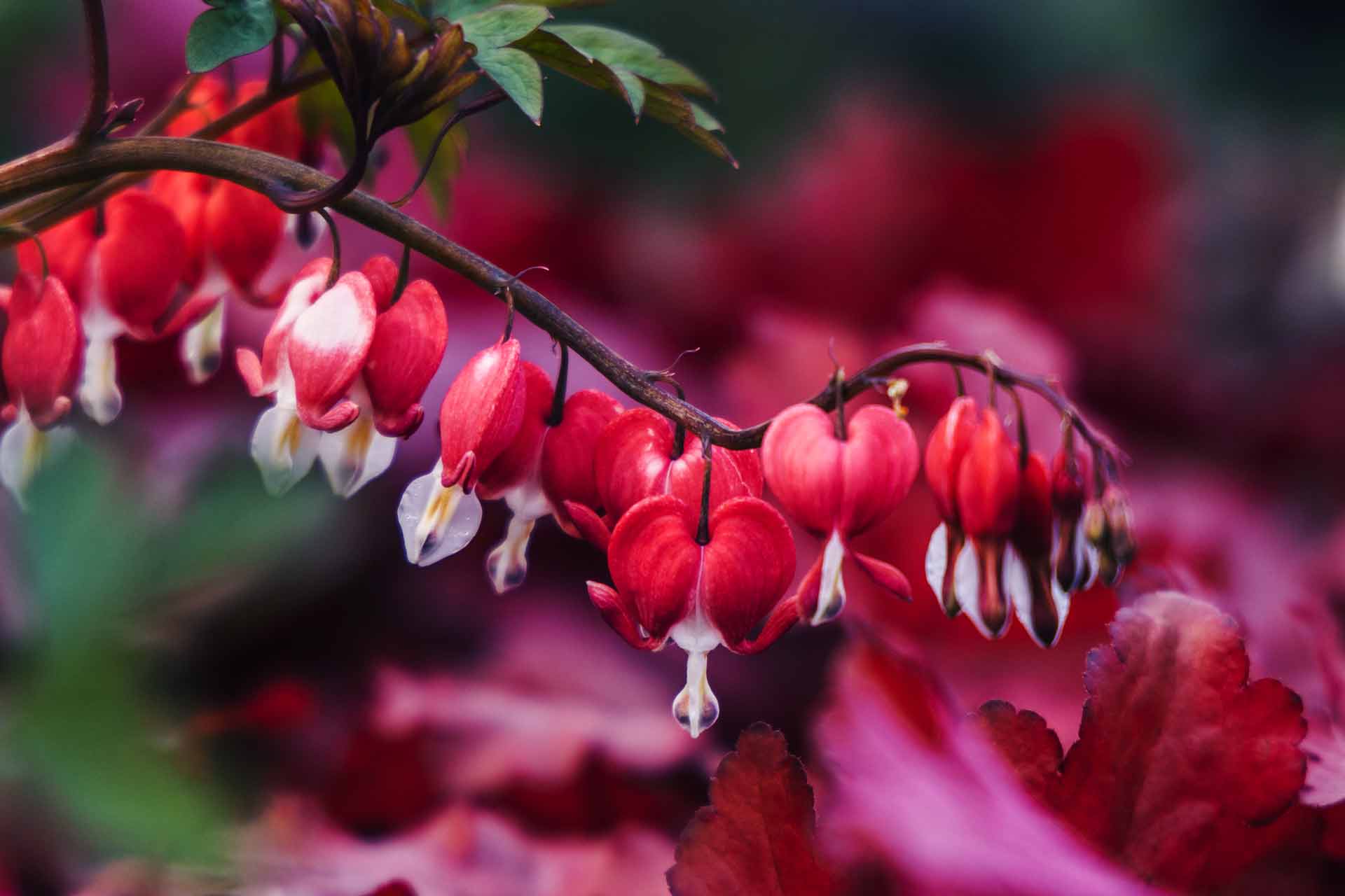 Bleeding Hearts