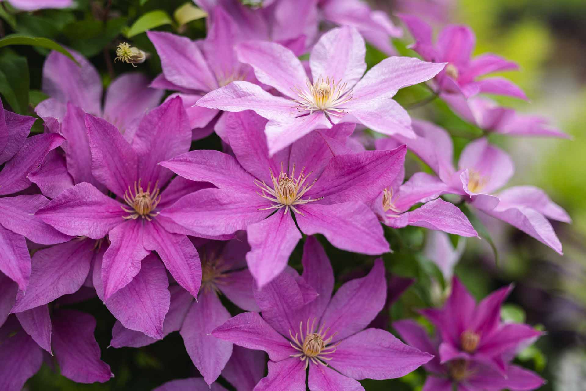 Clematis