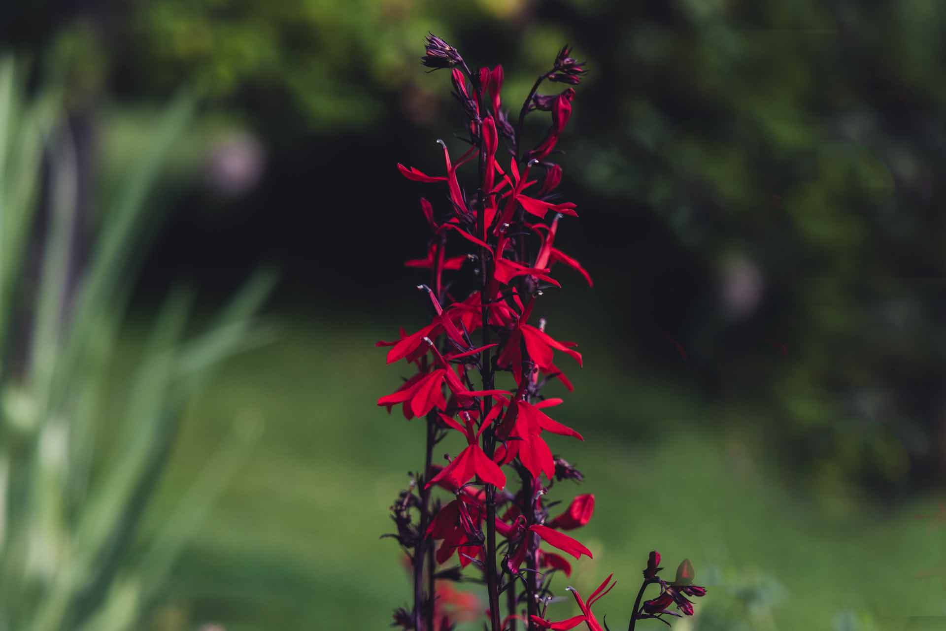 Cardinal Flowers