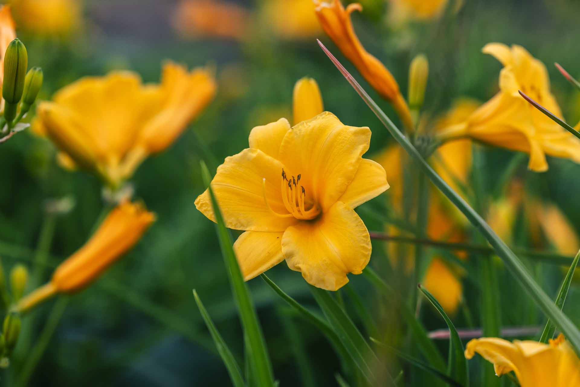 Daylilies