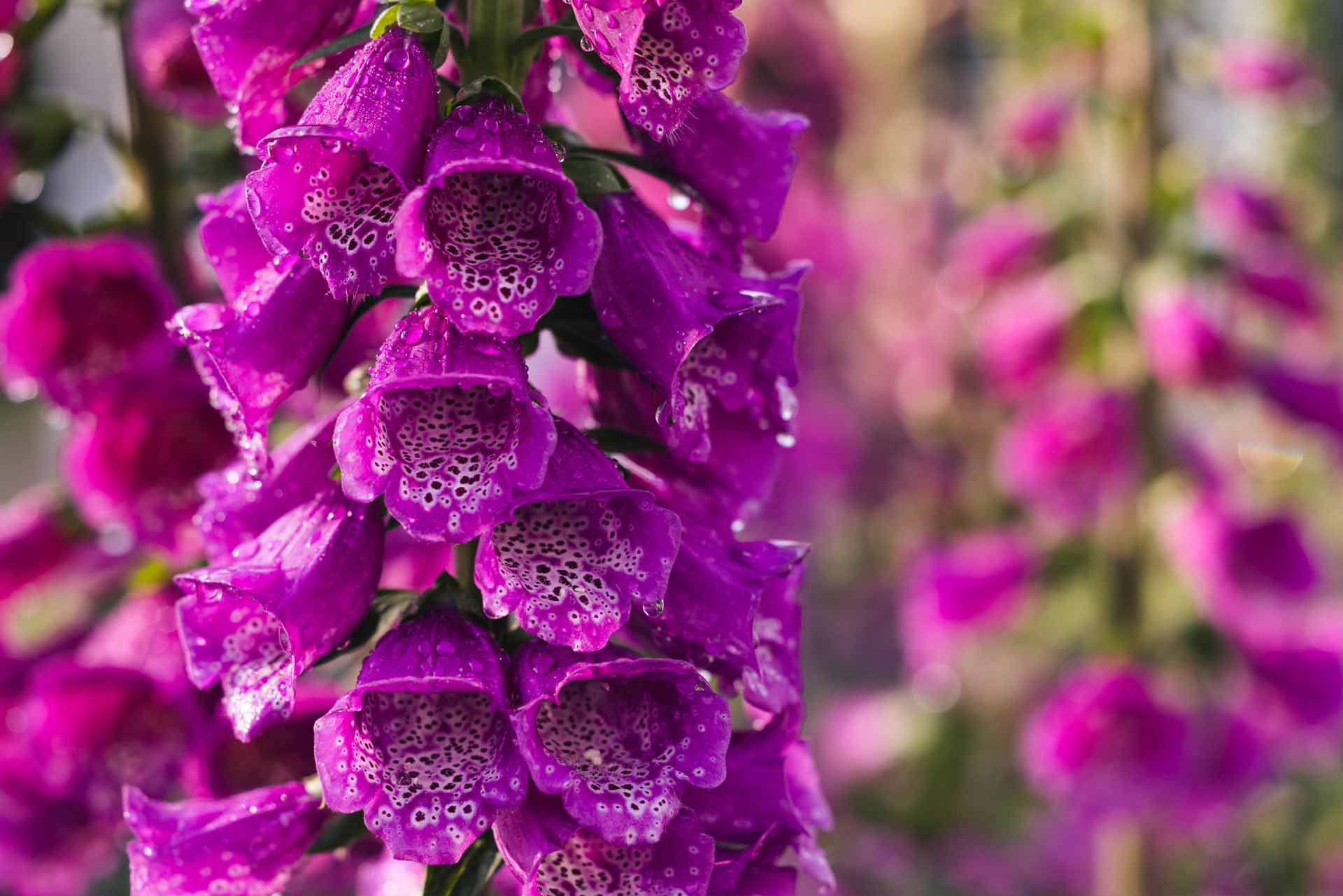 Foxgloves