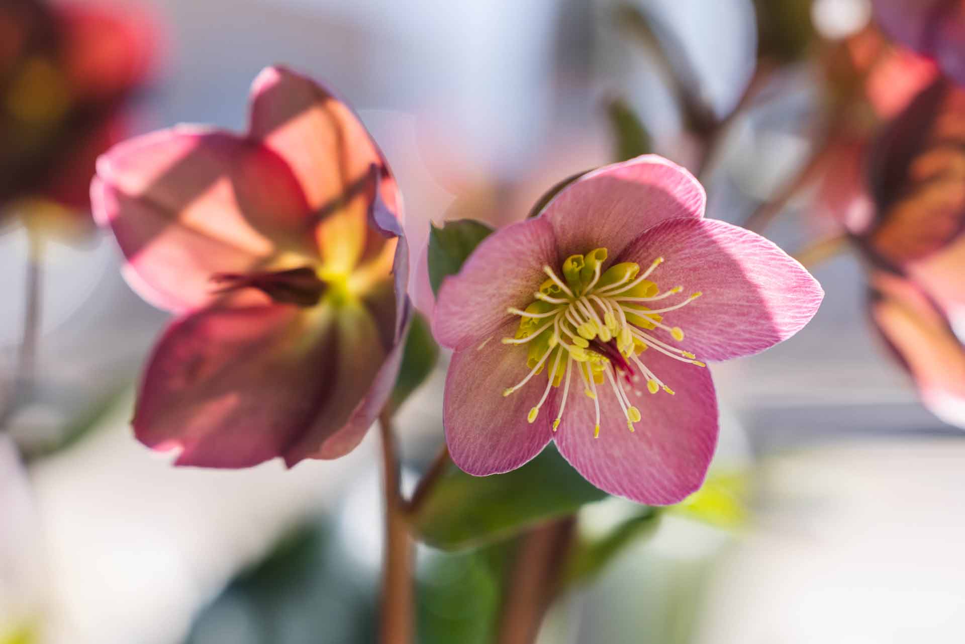 Hellebores