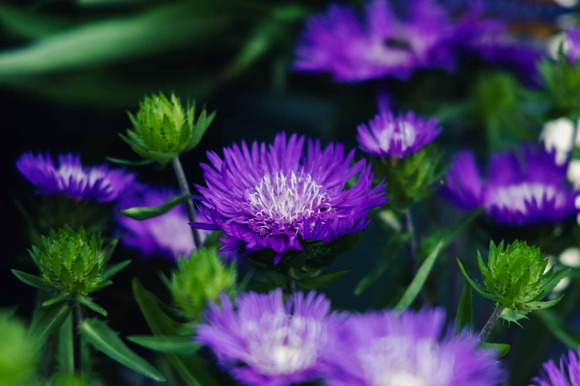 Stokes' Asters