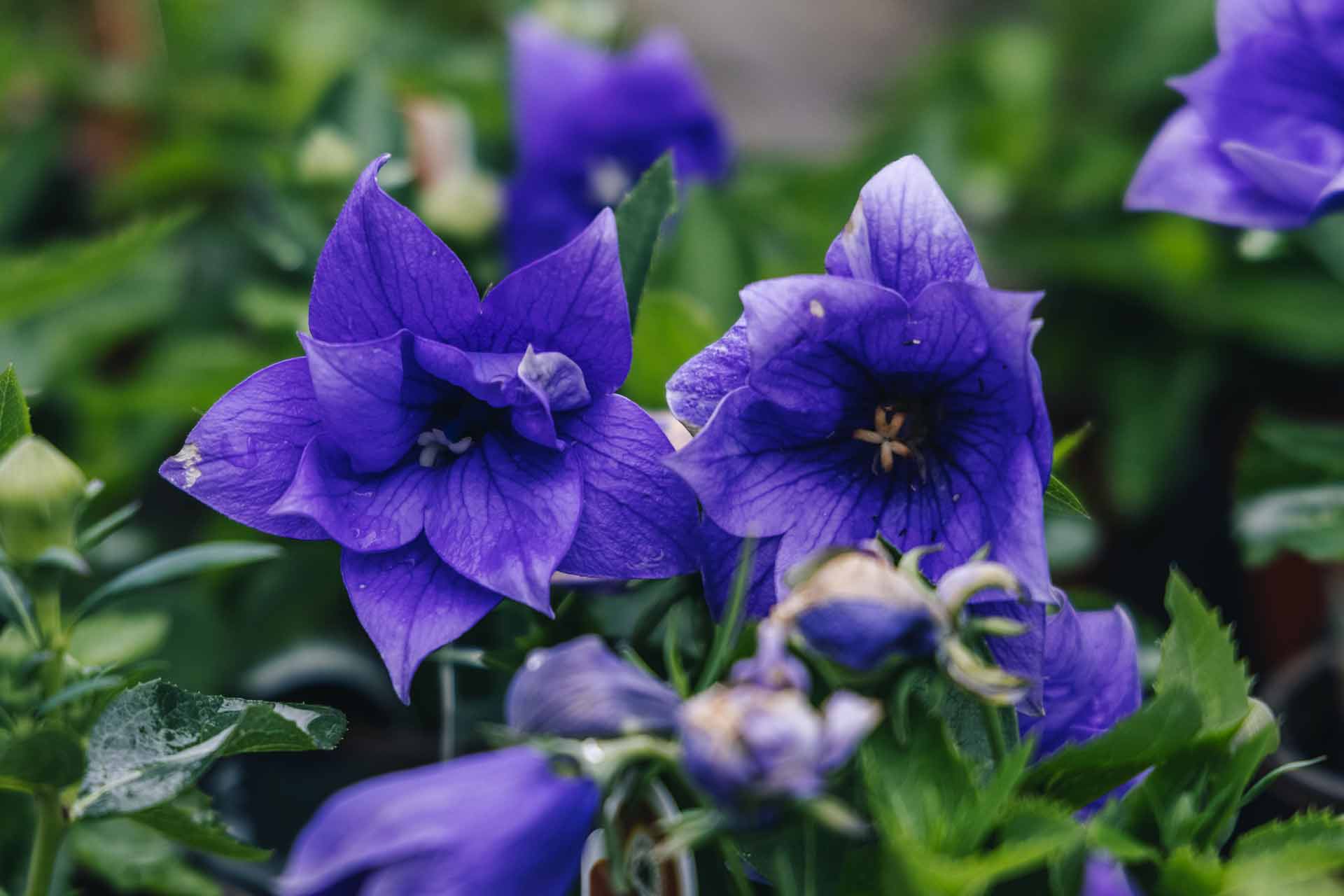 Balloon Flowers