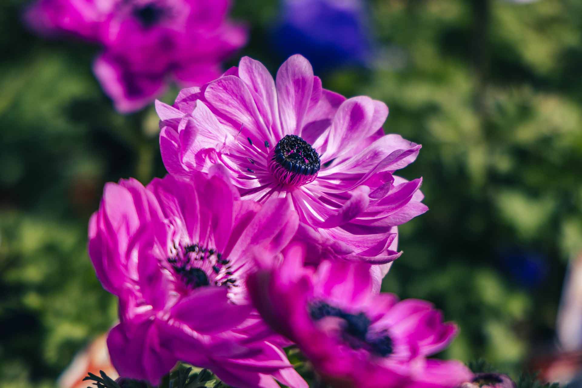 Anemones