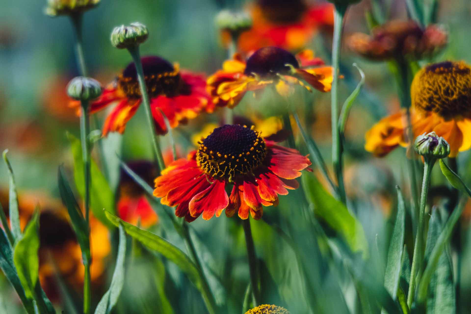 Helen's Flowers