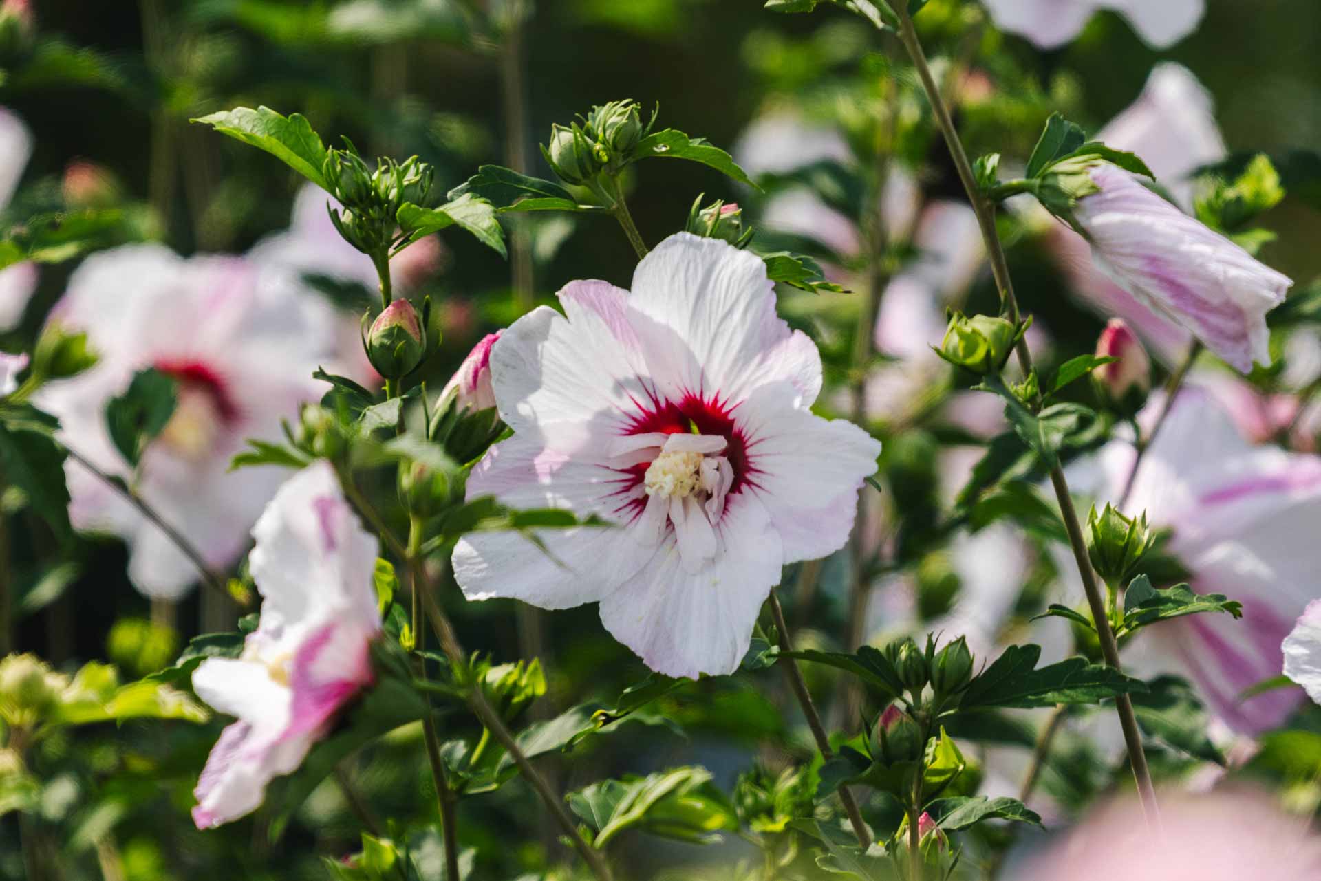 Rose of Sharon Fiji&trade; 3 Gallon