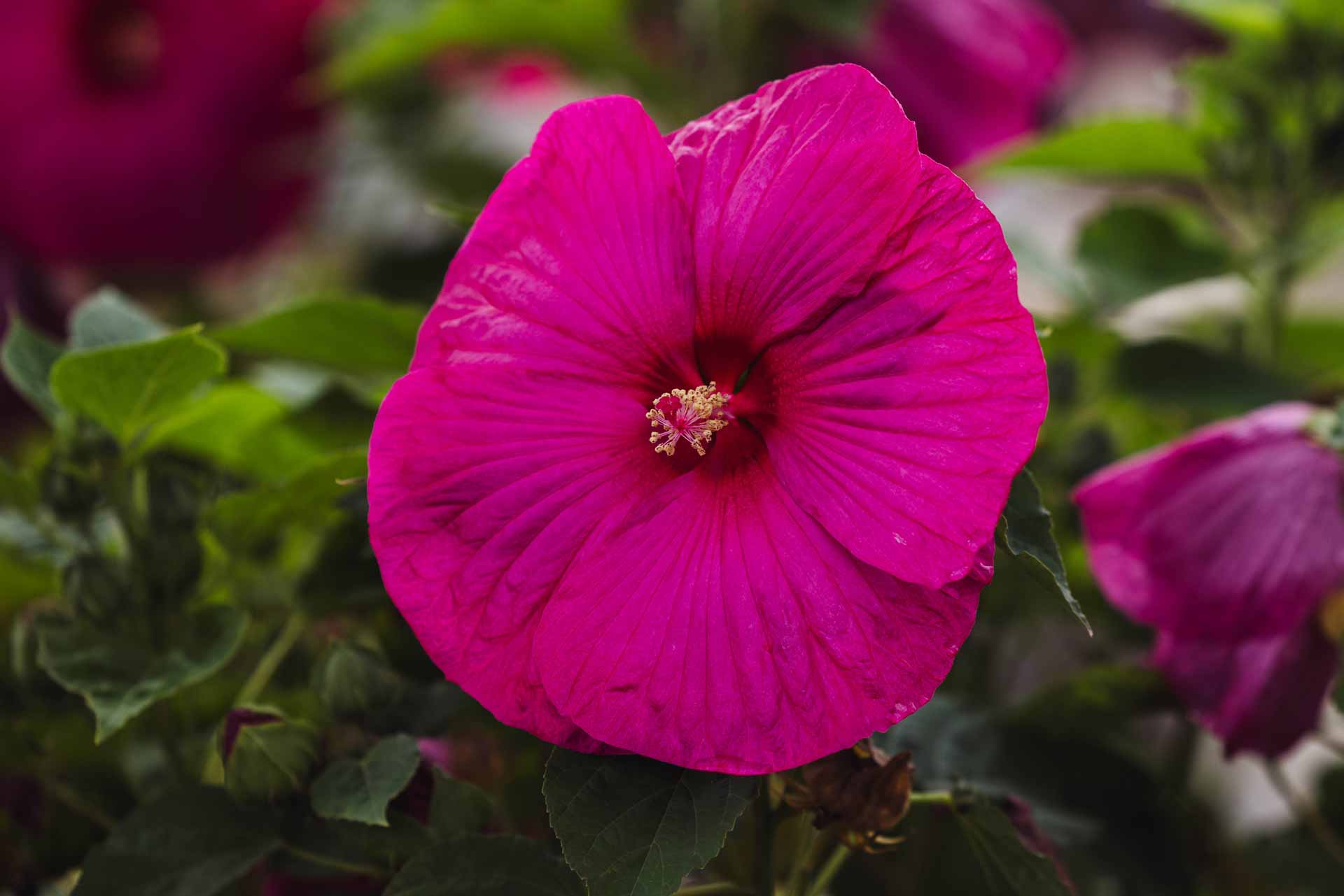 Hardy Hibiscus 'Luna Rose' 3 Gallon