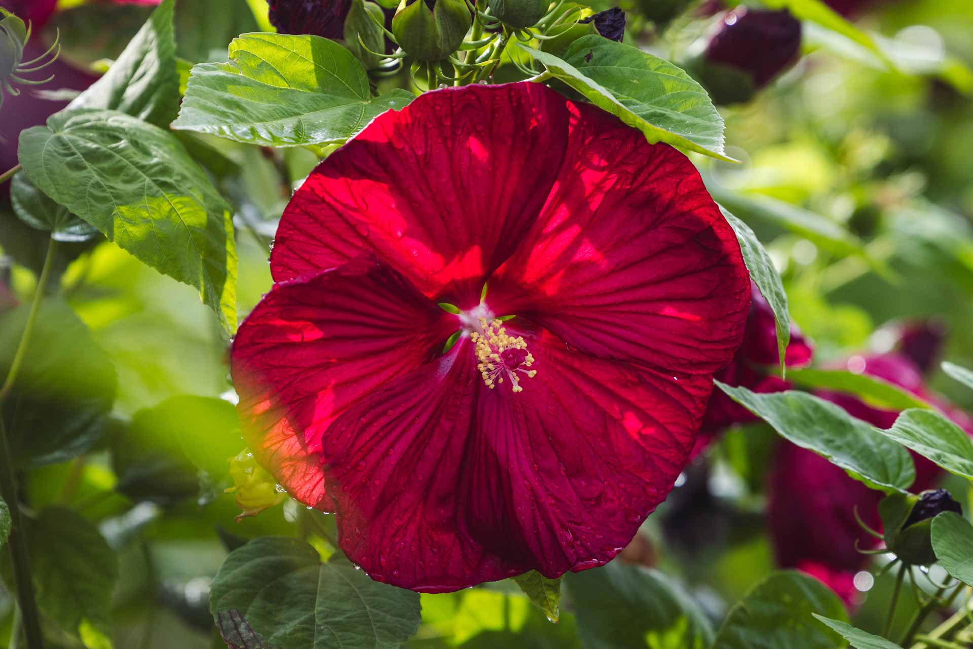Hardy Hibiscus 'Luna Red' 3 Gallon