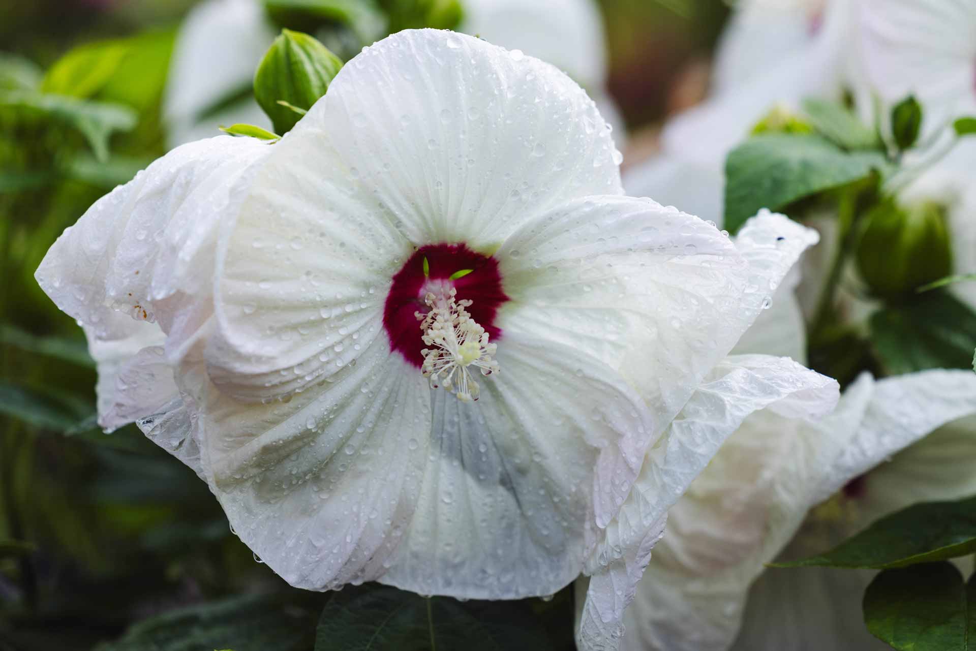 Hardy Hibiscus 'Luna White' 3 Gallon