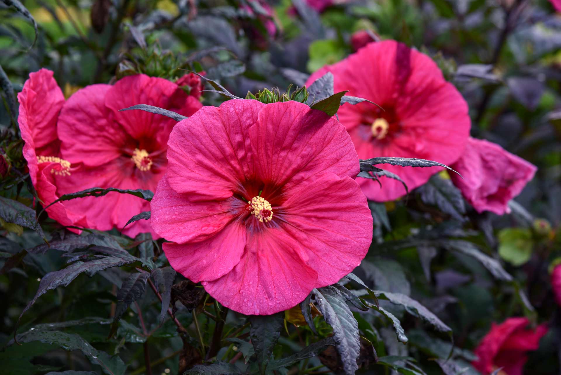 Hardy Hibiscus Summerific&reg; Evening Rose 3 Gallon