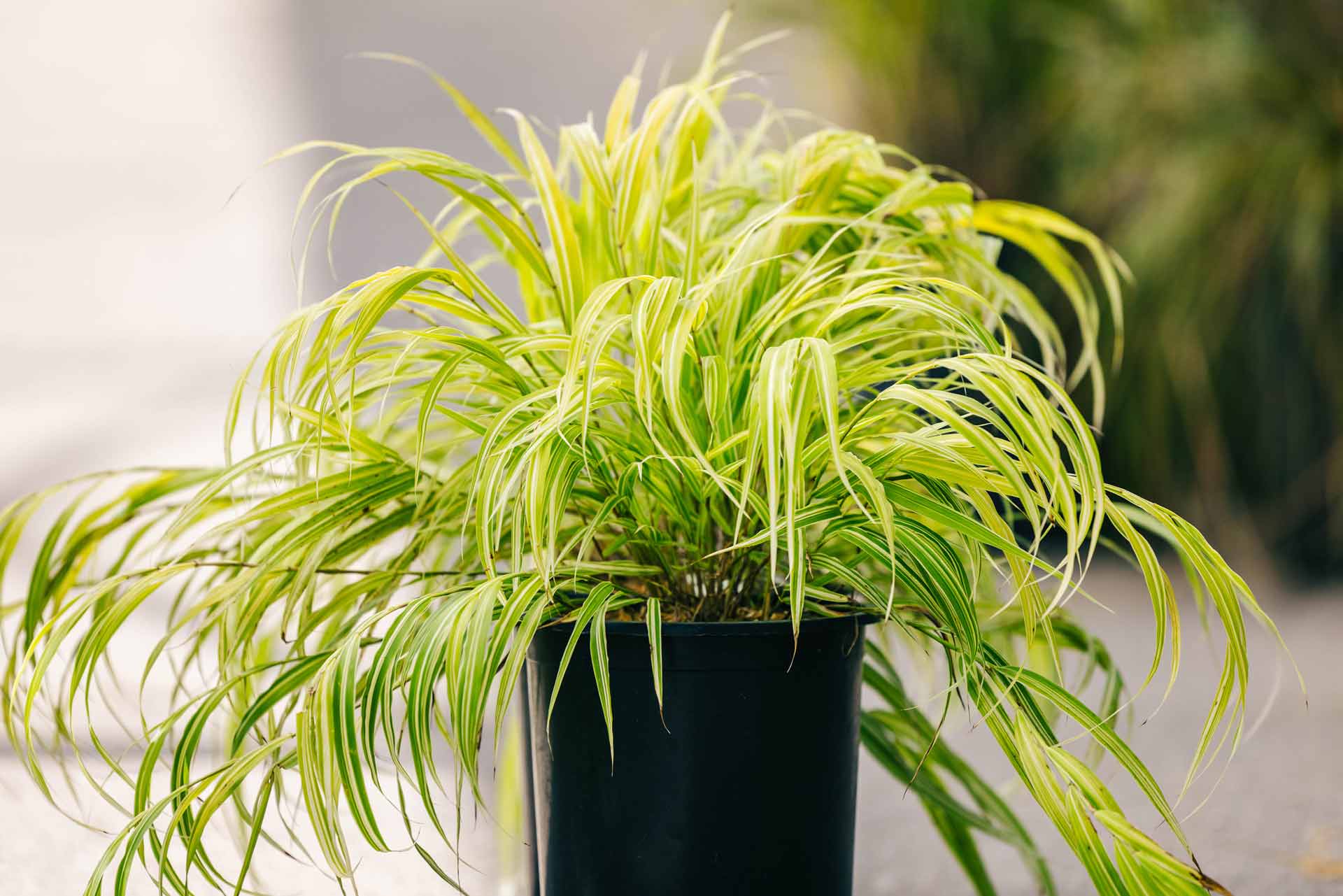 Japanese Forest Grass 'Lemon Zest' 1 Gallon