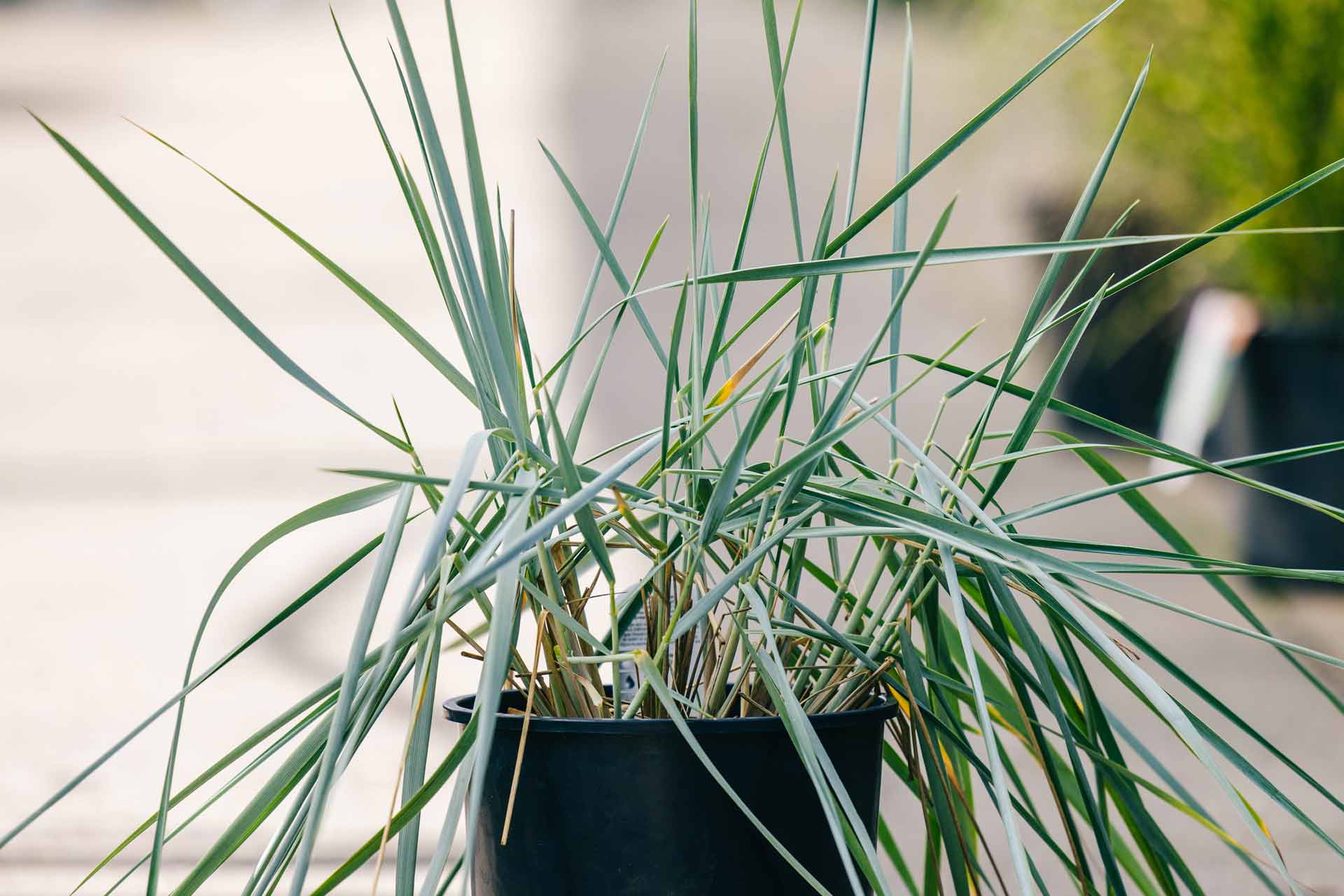 Blue Lyme Grass 'Blue Dune' 2 Gallon