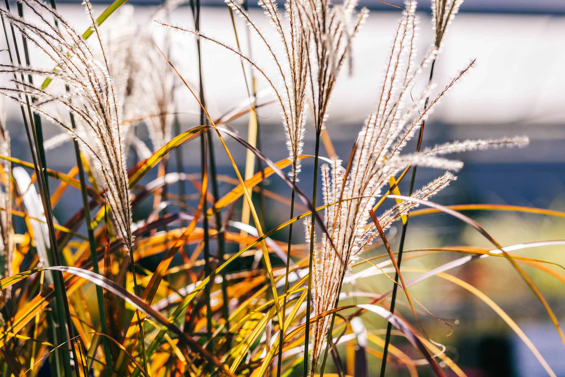 Maiden Grass 'Oktoberfest' 3 Gallon