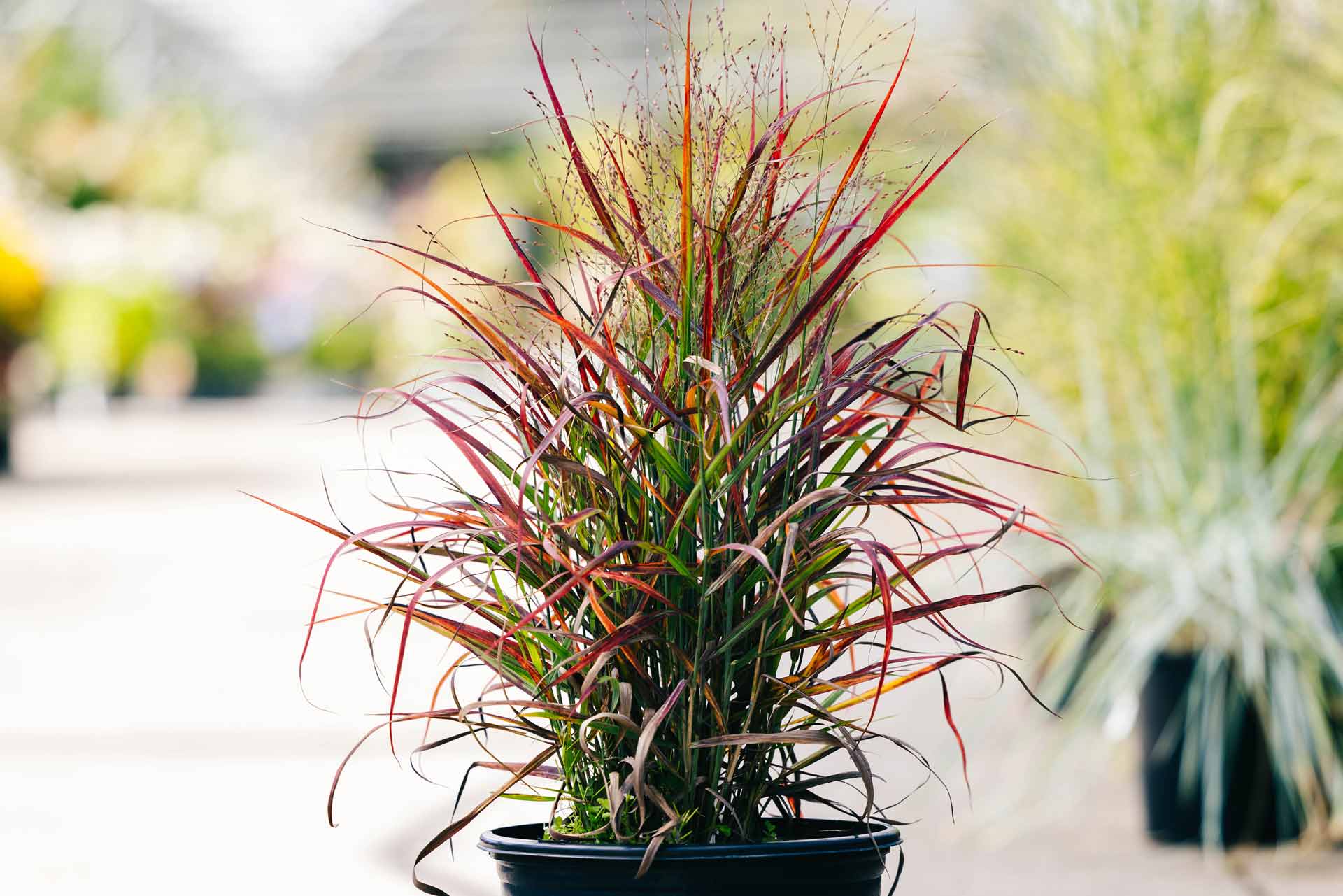 Switch Grass 'Hot Rod' 3 Gallon
