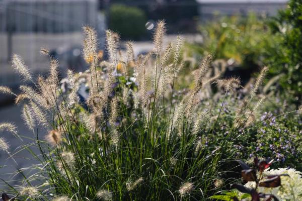 Fountain Grass 'Hameln' 1 Gallon