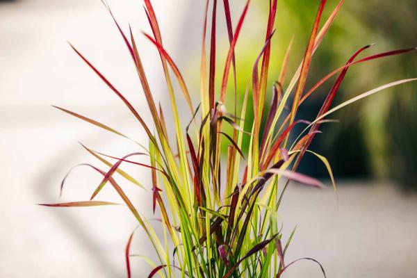 Japanese Blood Grass 'Red Baron' 1 Gallon