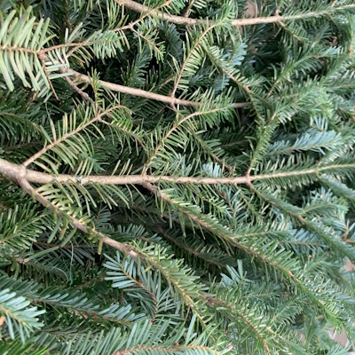 Fraser Fir Boughs