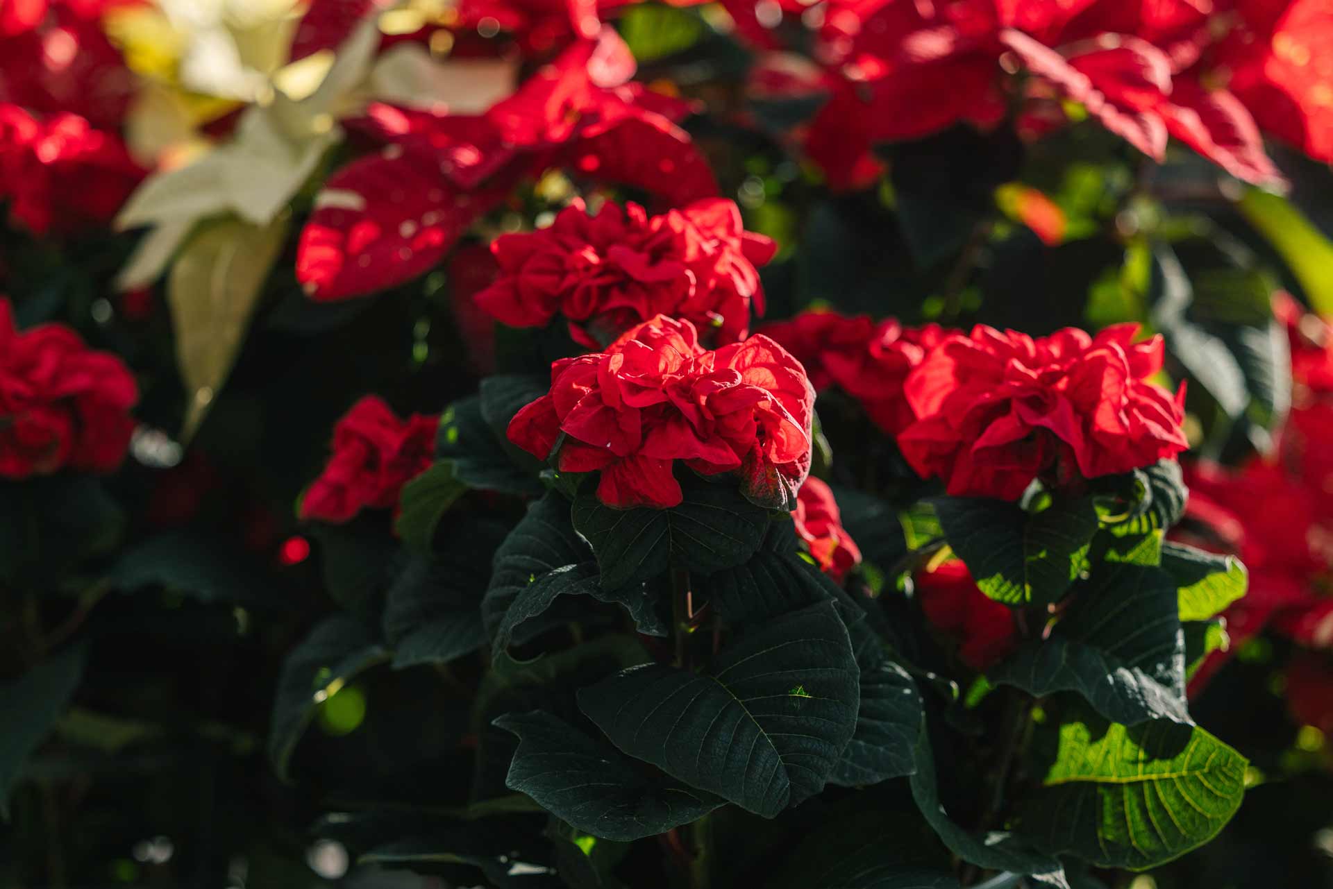 Poinsettia 'Winter Rose Dark Red' 7.5 Inch